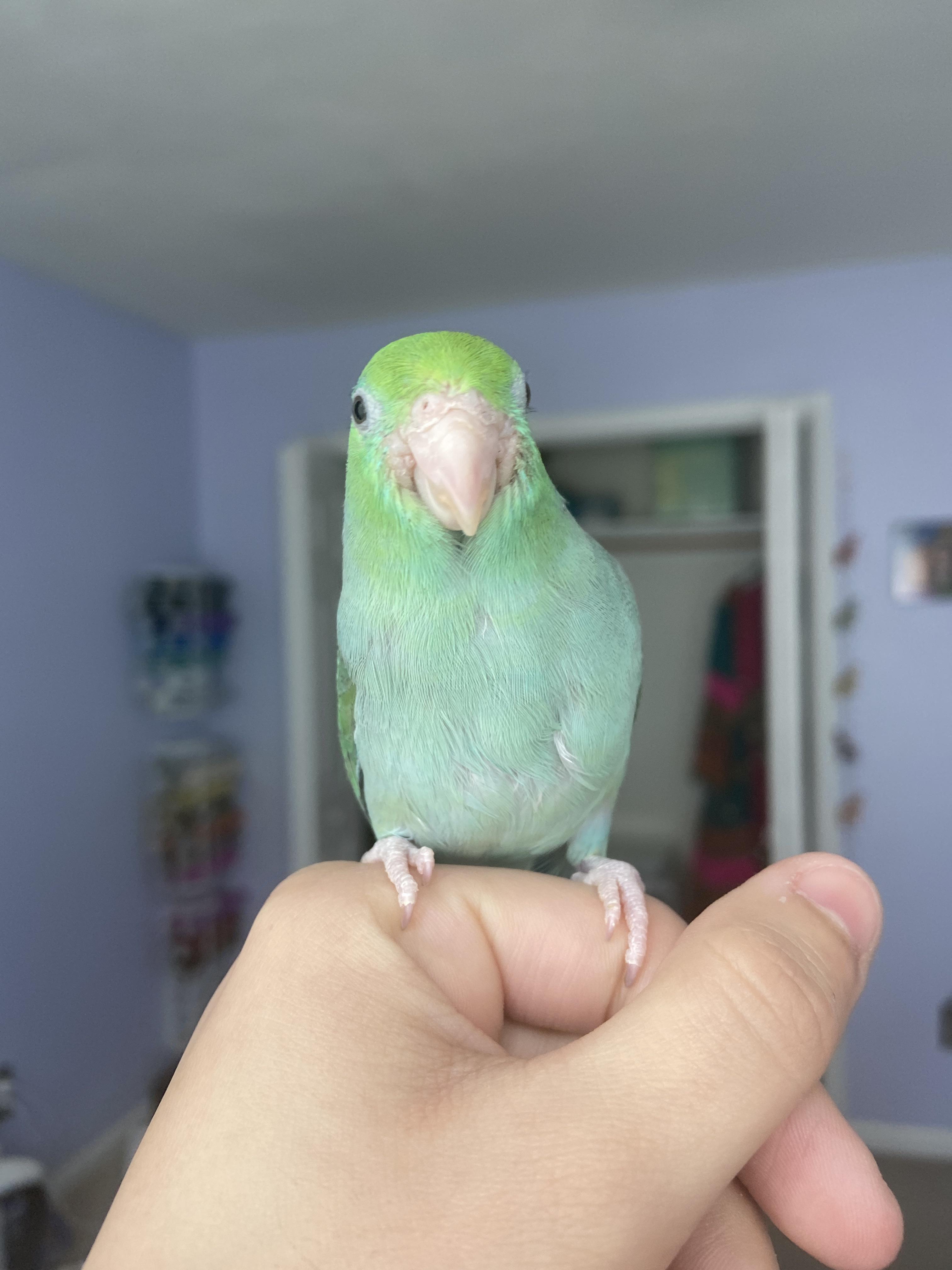 Should I be worried? Parrotlet’s face is swollen? Scrolller