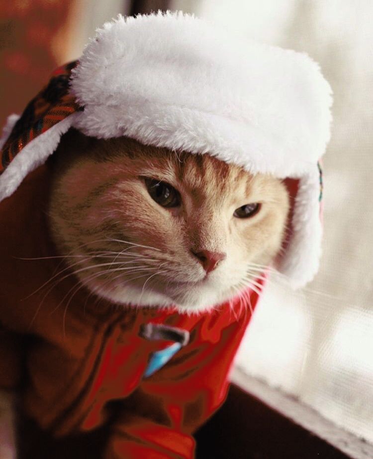 Someone said MN's going to have a bad winter this year. Henry's ready