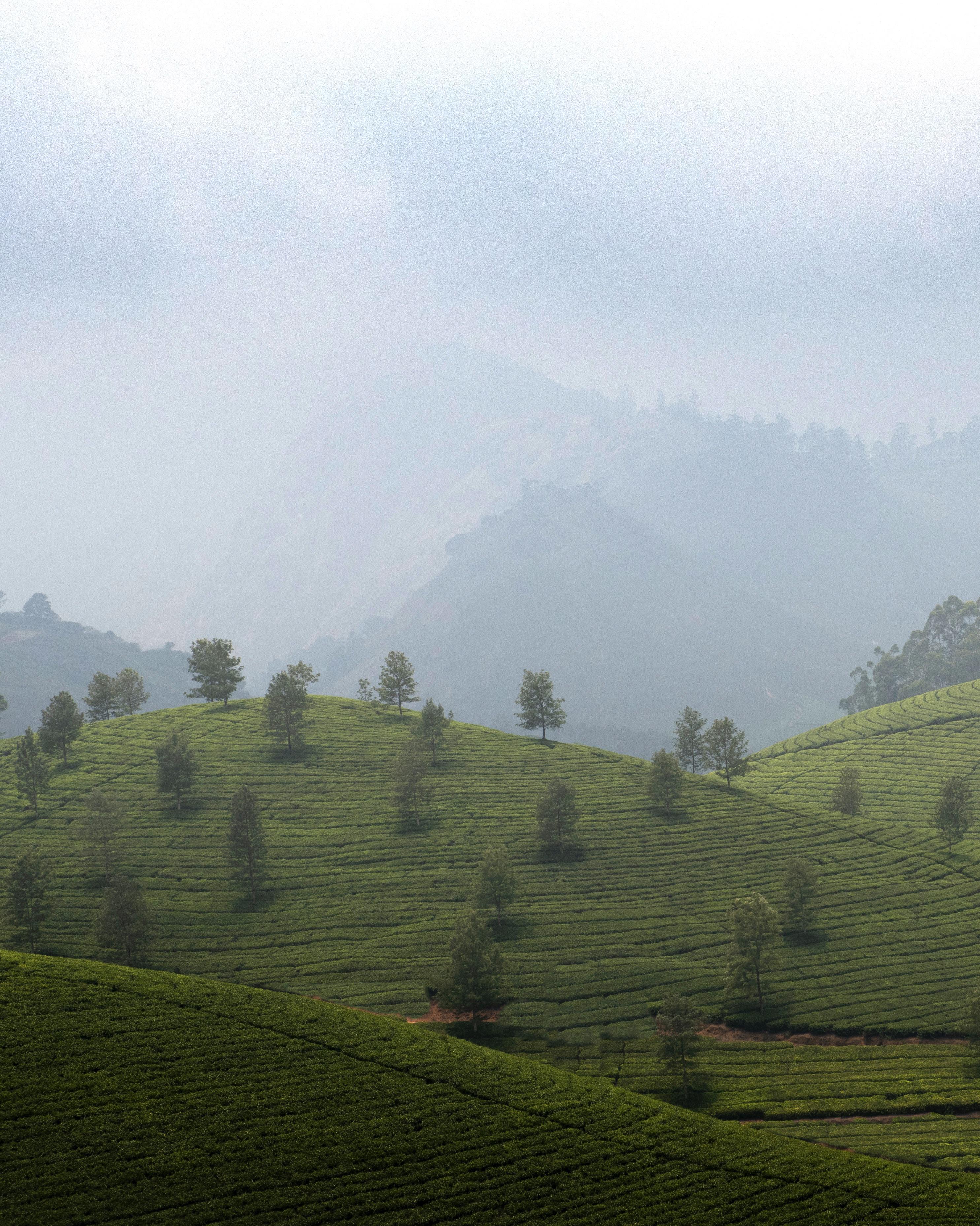 Tea fields of Munnar, India | Scrolller