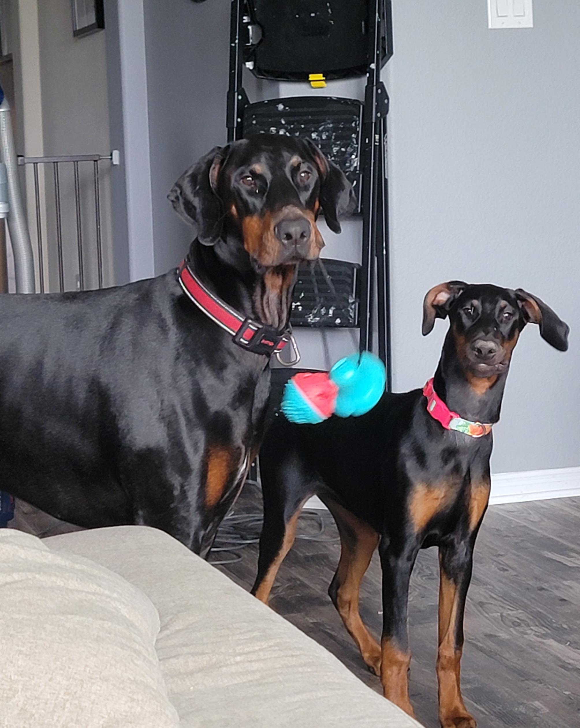 The Two Best Friends Ever Scrolller