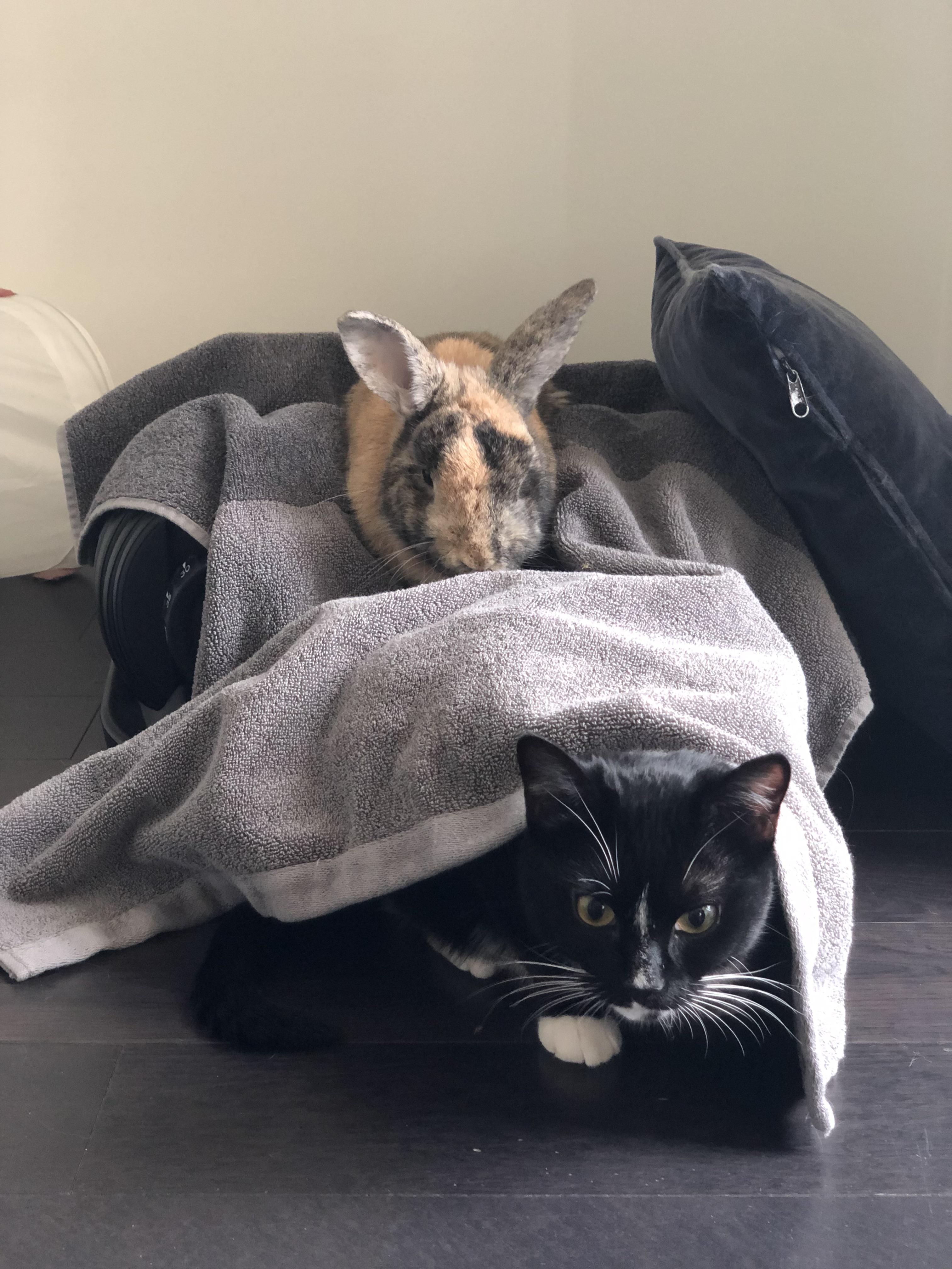 Top bunk, bottom bunk Scrolller