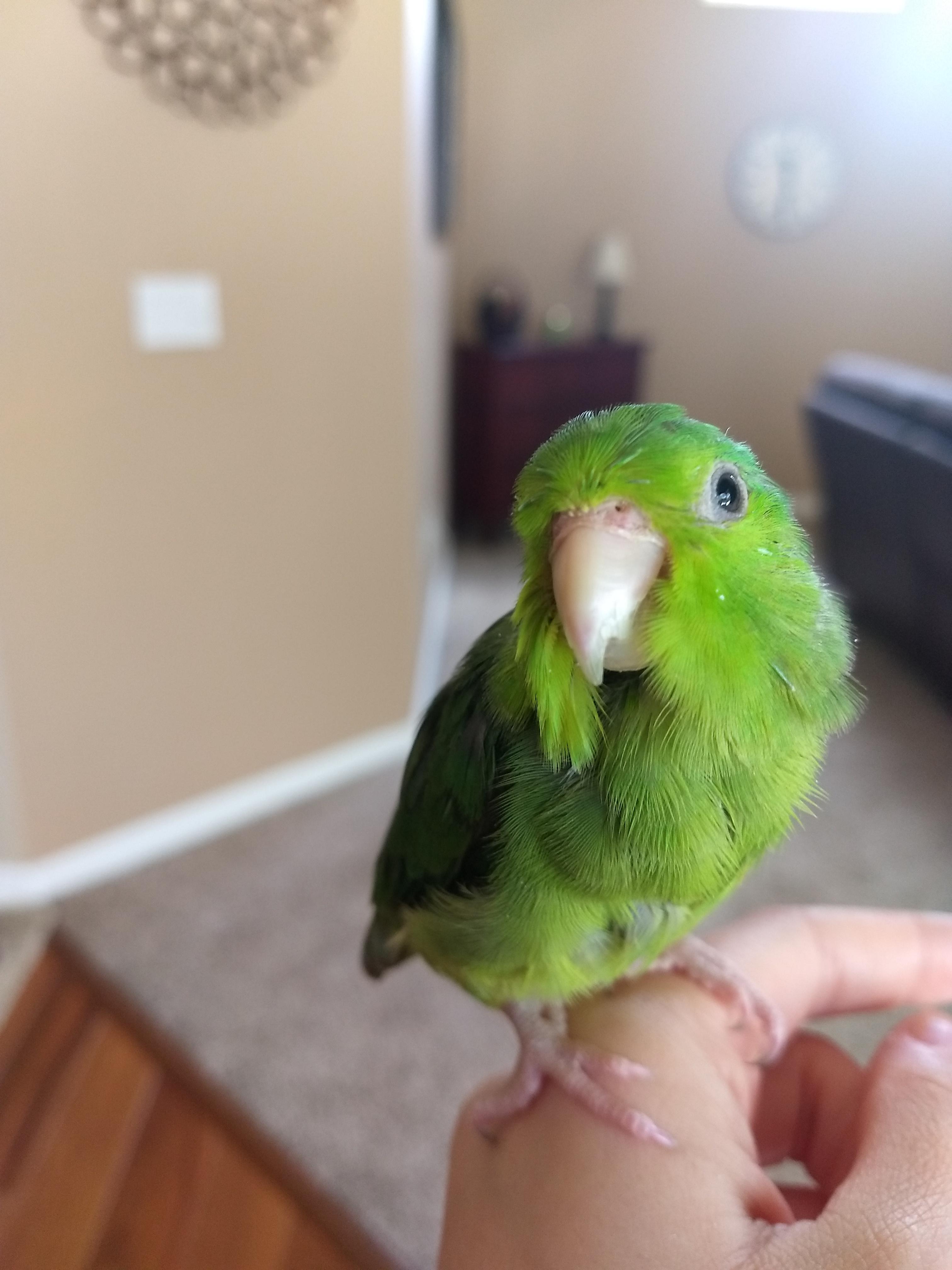 Update! A while ago I posted about my parrotlet Queso losing a lot of ...