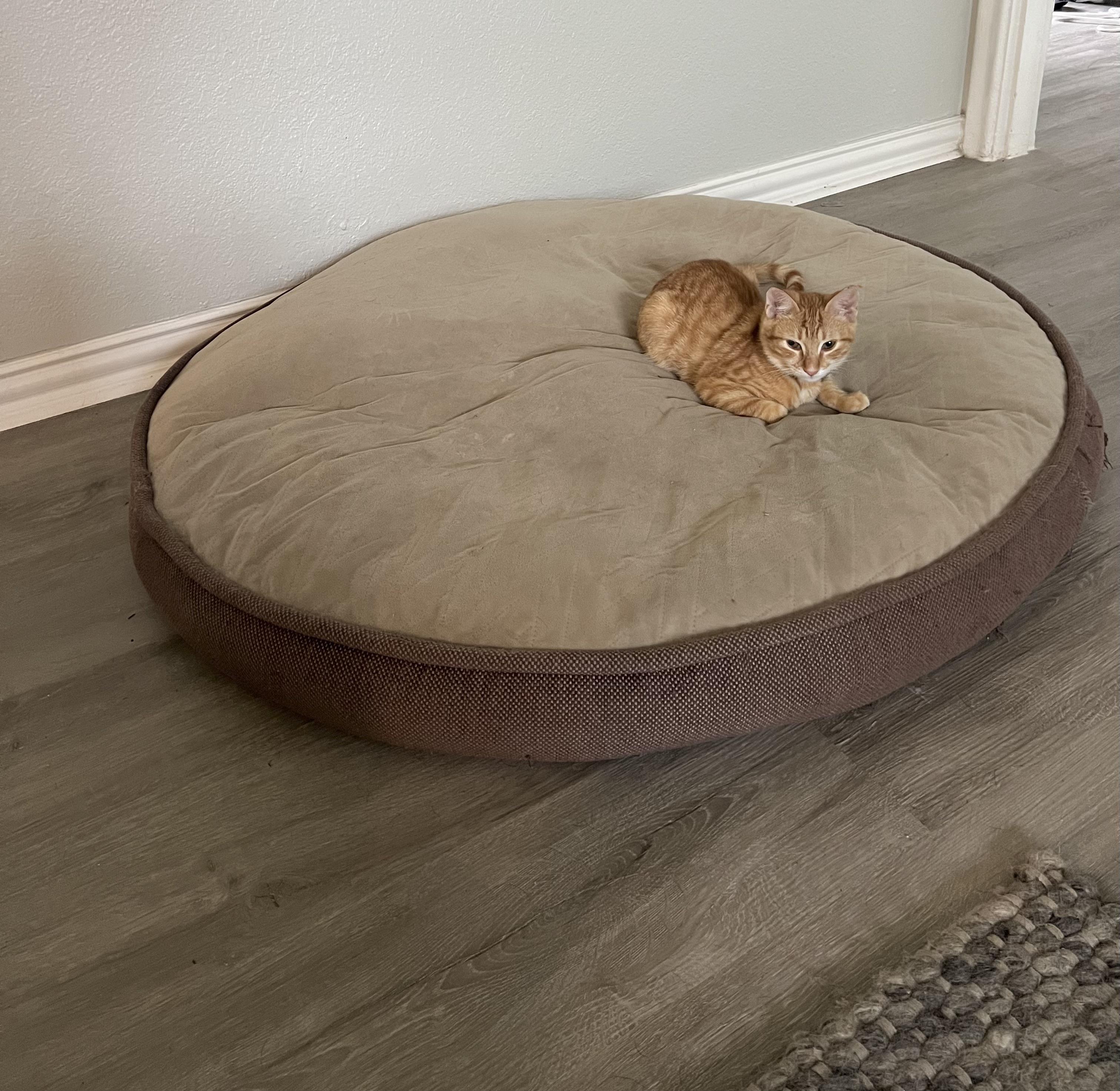 we got this bed for our 50 pound dog. unfortunately it’s always