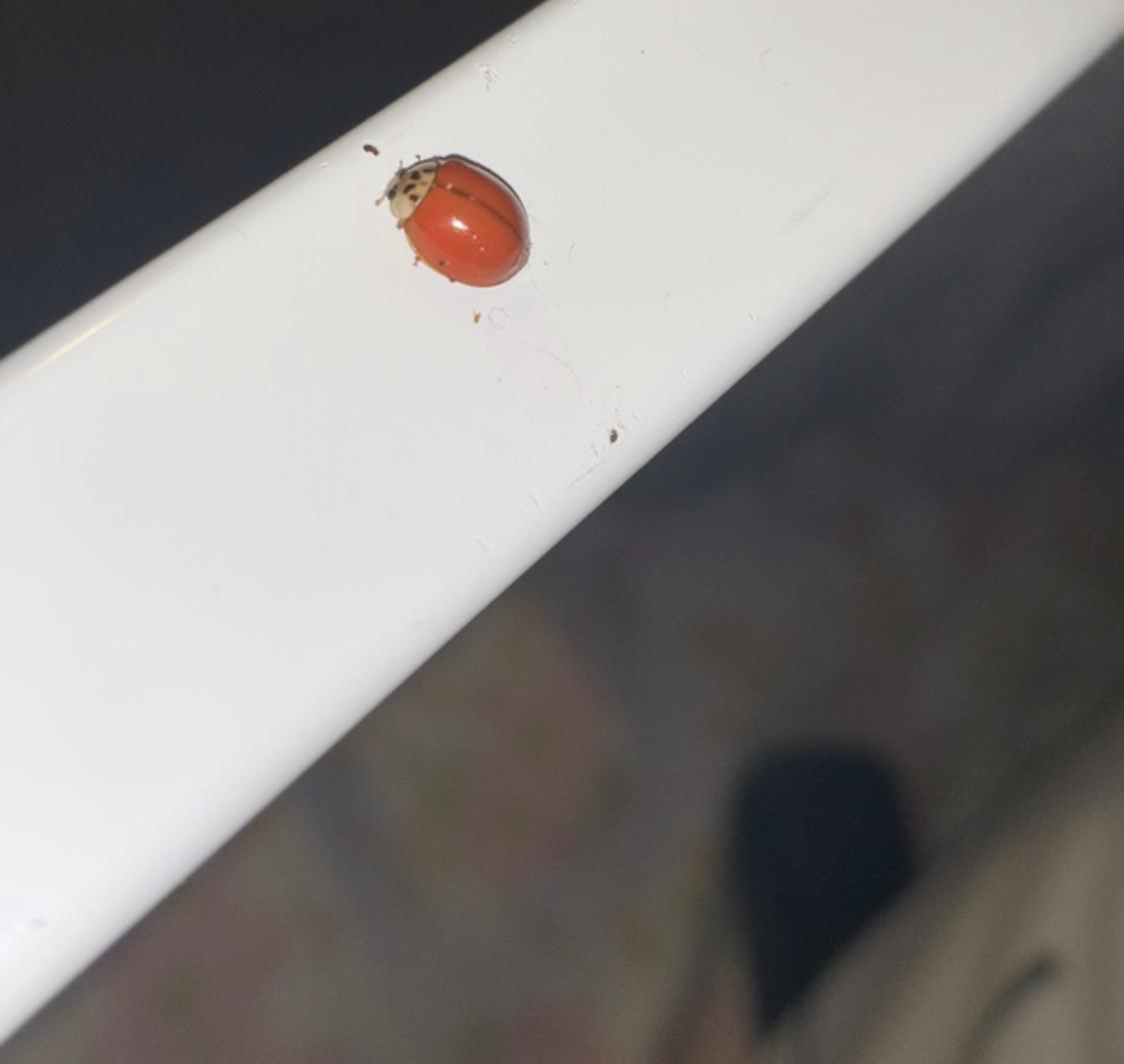 what-kind-of-ladybug-is-this-it-s-my-first-time-seeing-one-with-no