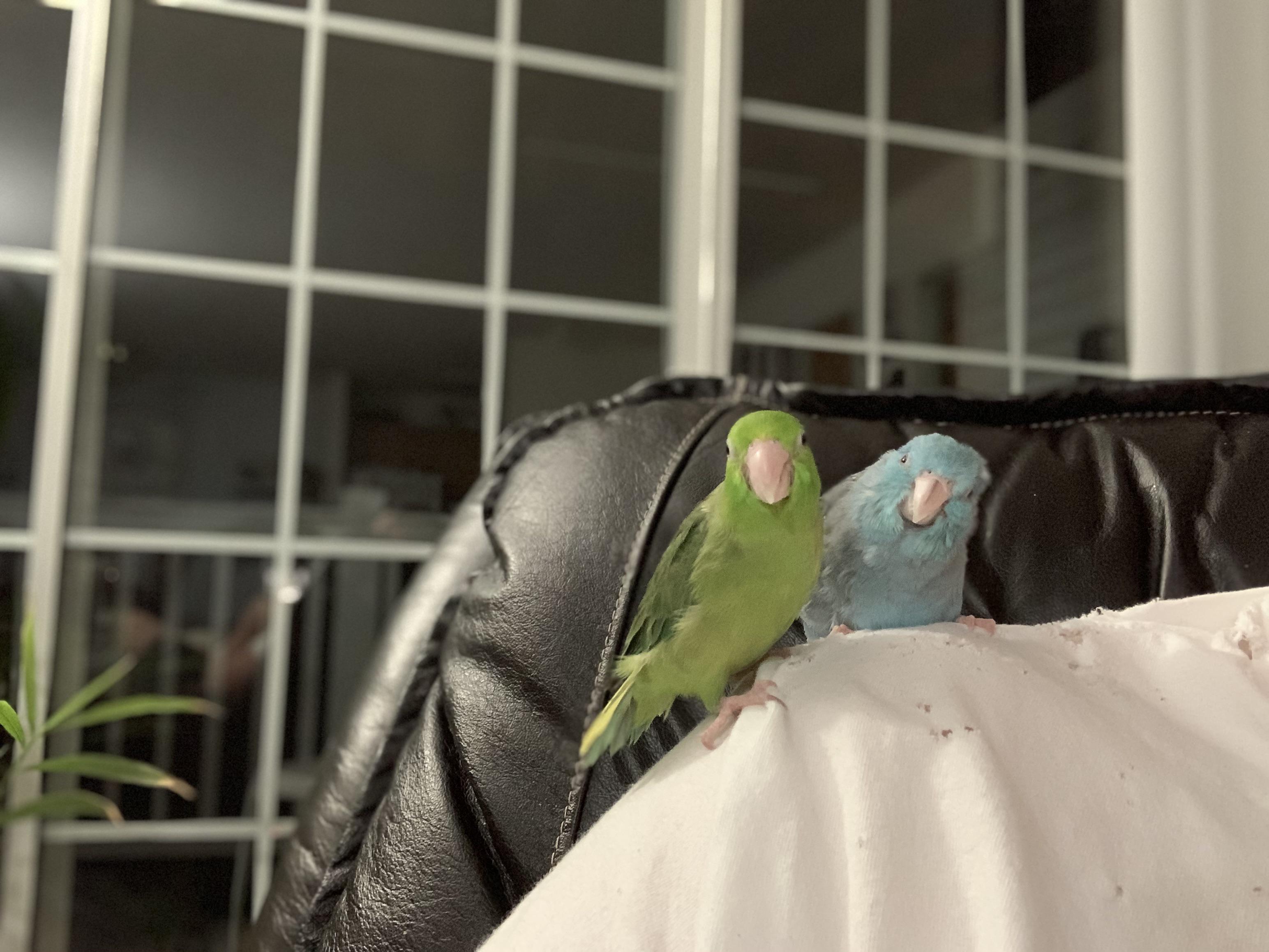 Who, us? We would never chew holes in your shirt! Scrolller