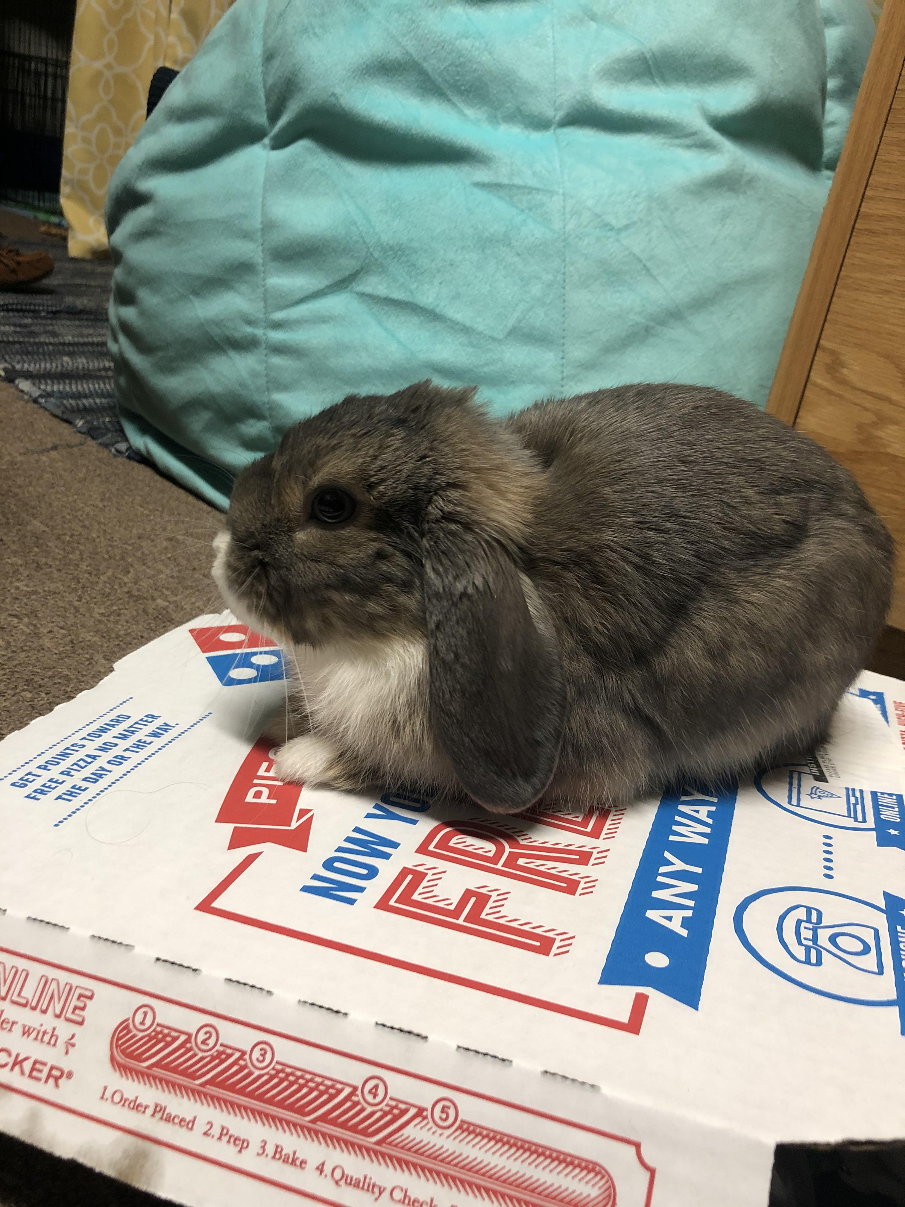 Why does my cat look like this? Scrolller