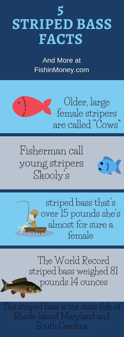 5 Striped Bass Facts Scrolller