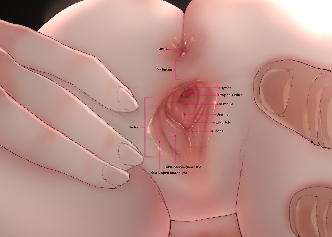 A bit of sex ed if you dont mind Scrolller.