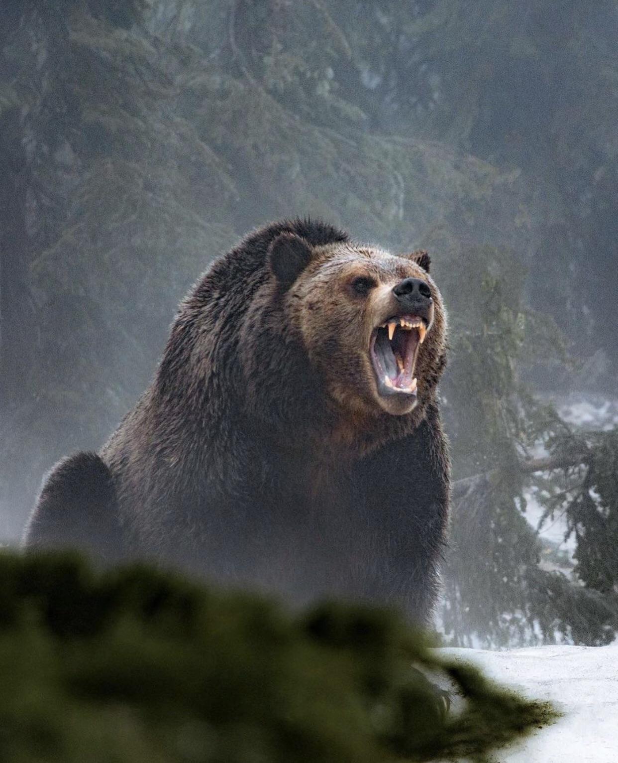 Гризли североамериканский бурый медведь. Злой медведь. Беорн медведь оборотень. Страшные картинки медведей. Медведь гризли оскал.