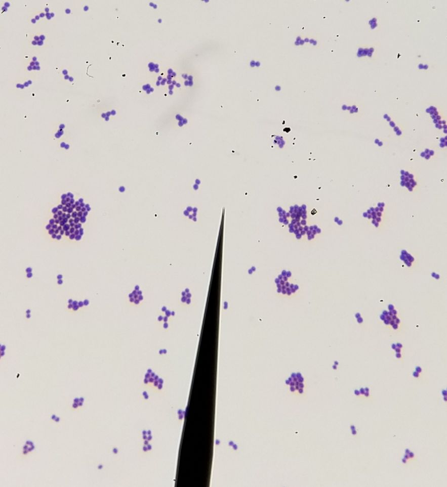 A Gram Stain Of S Epidermidis For Your Wednesday Viewing Pleasure