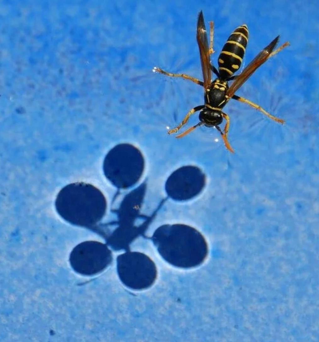 A great example of surface tension Scrolller