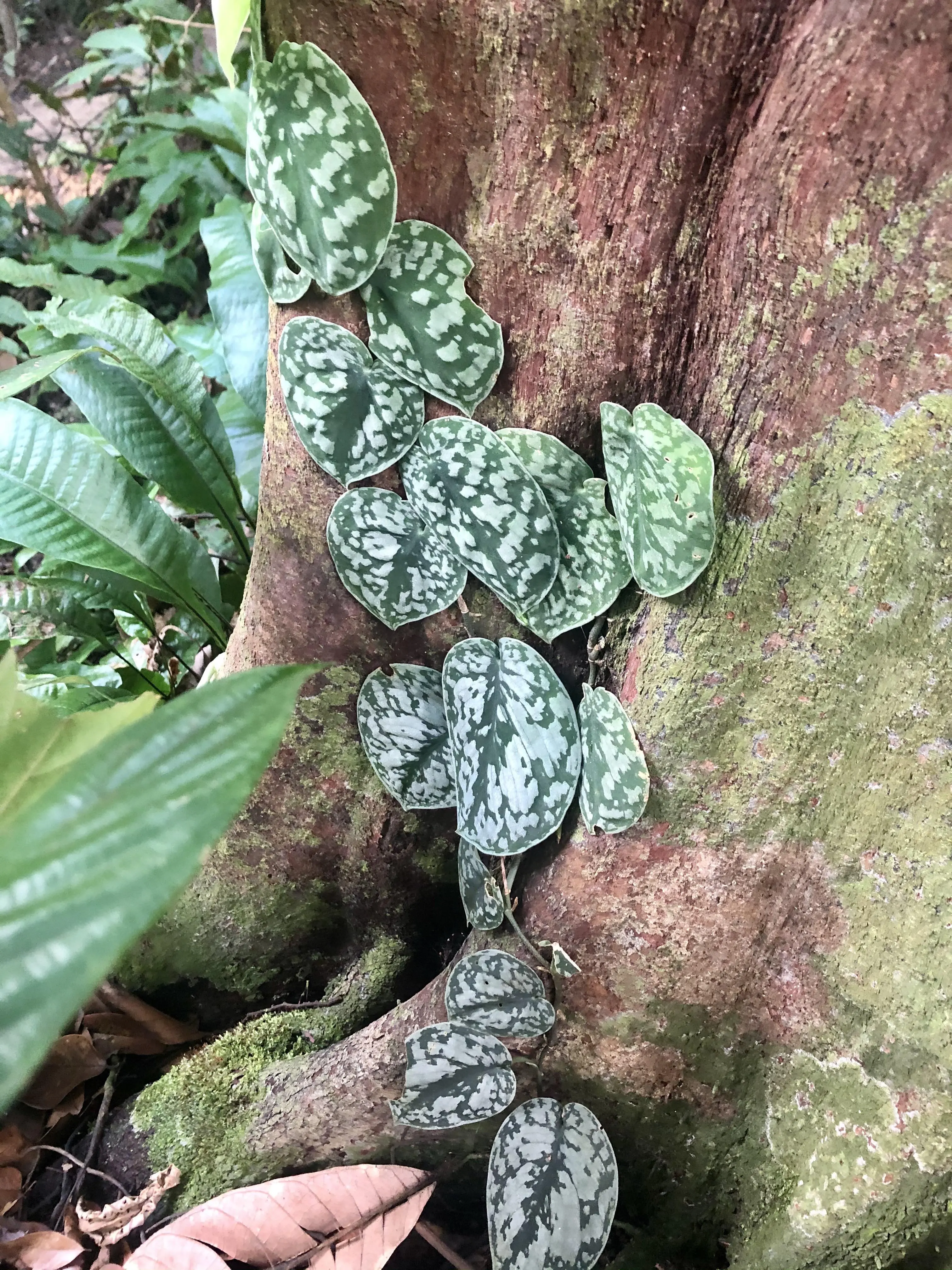 A popular houseplant, Satin pothos (𝘚𝘤𝘪𝘯𝘥𝘢𝘱𝘴𝘶𝘴 𝘱𝘪𝘤𝘵𝘶𝘴), in natural ...