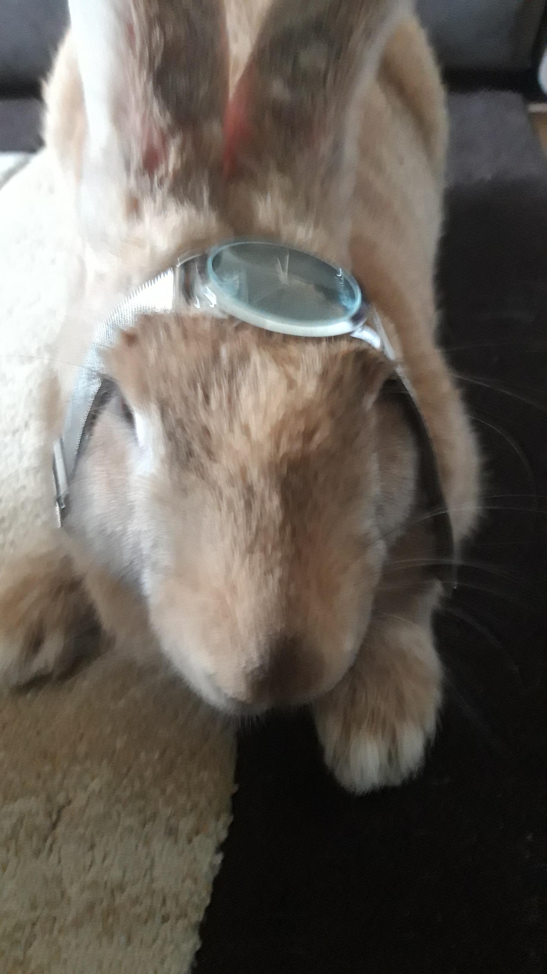 A rabbit with a watch Scrolller