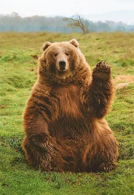 A random picture of a funny bear to say that this community is so special: I always see lots of awards, lots of upvotes and most important, I had never seen any sign of hate or negative comments!