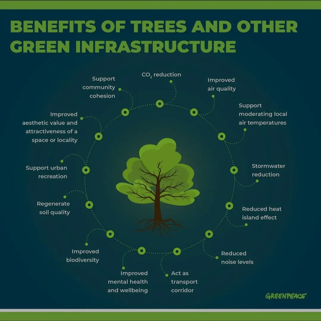 A reminder of how beneficial trees are. | Scrolller