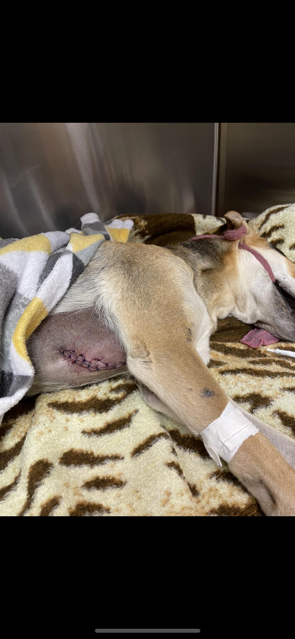 a-sure-sign-a-dog-is-going-to-need-a-laceration-repair-or-some-form-of