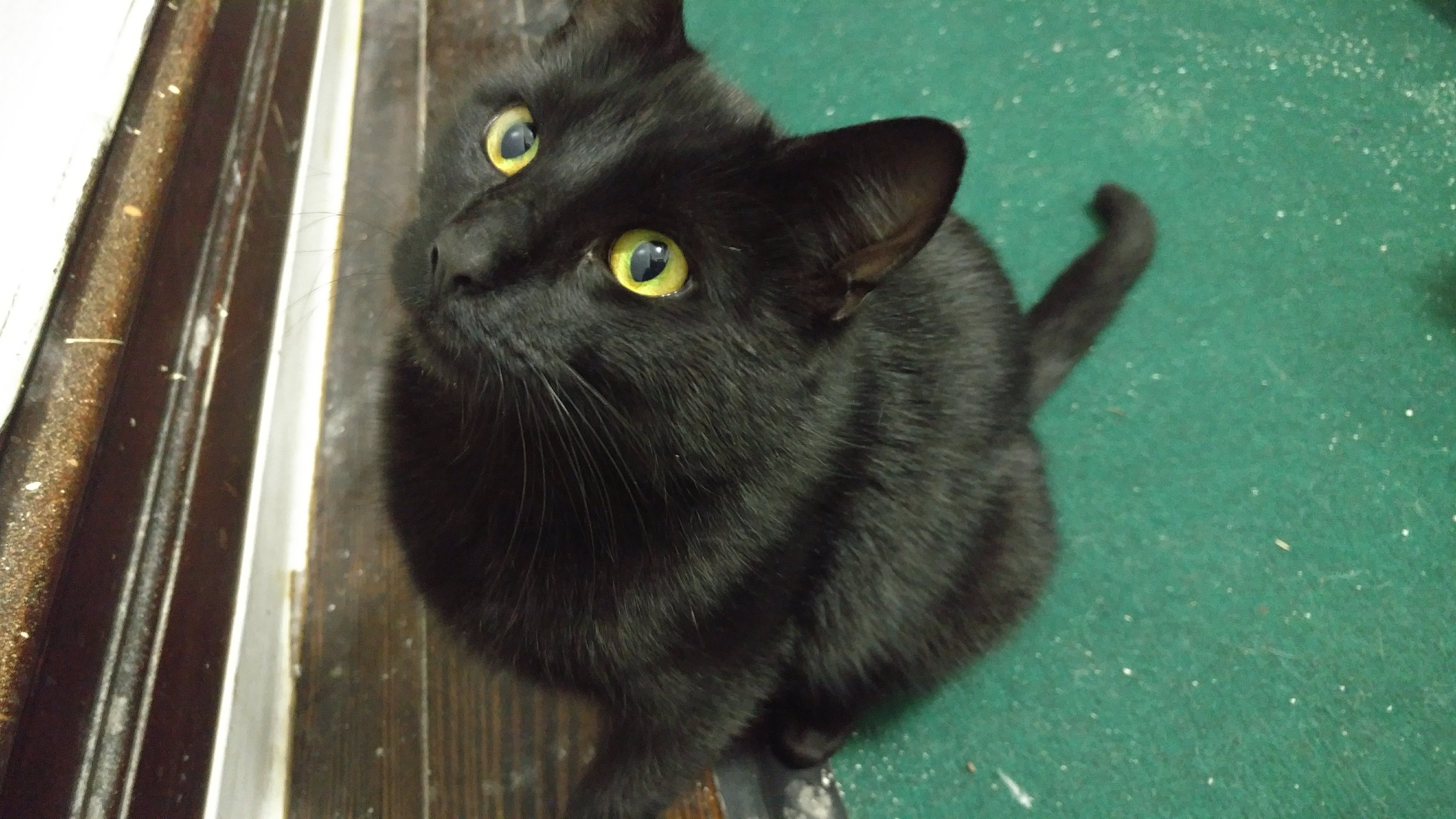 Adopt Snowball the Cat! Scrolller