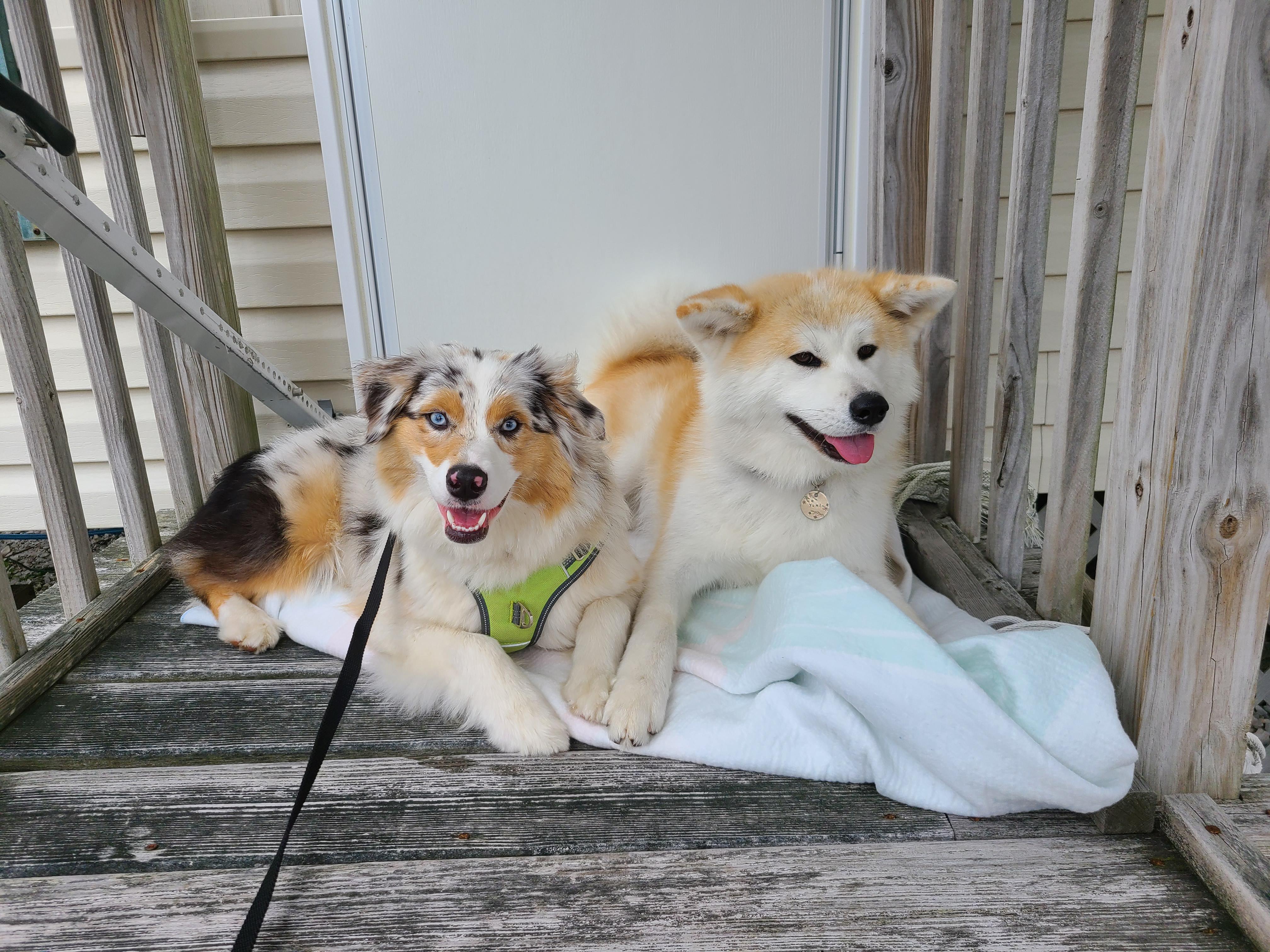 Akita Inu & Aussie Friends | Scrolller