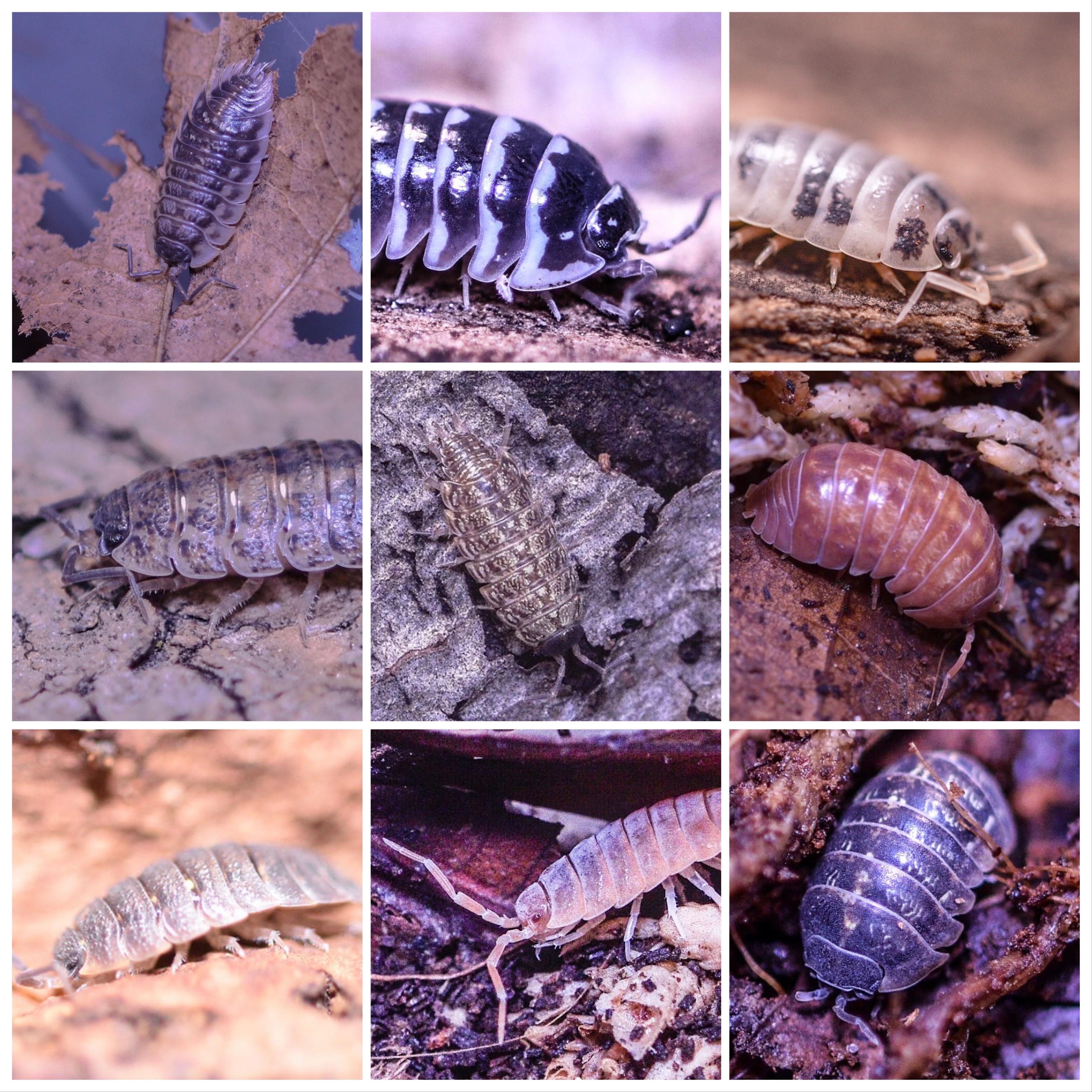 All of my Isopods I currently have. Photos by me. | Scrolller