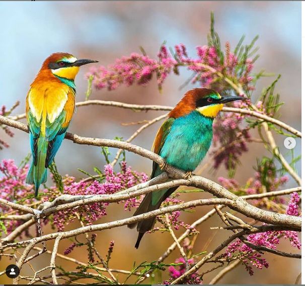 amazingly beautiful birds - bee-eaters. In English, these birds are ...