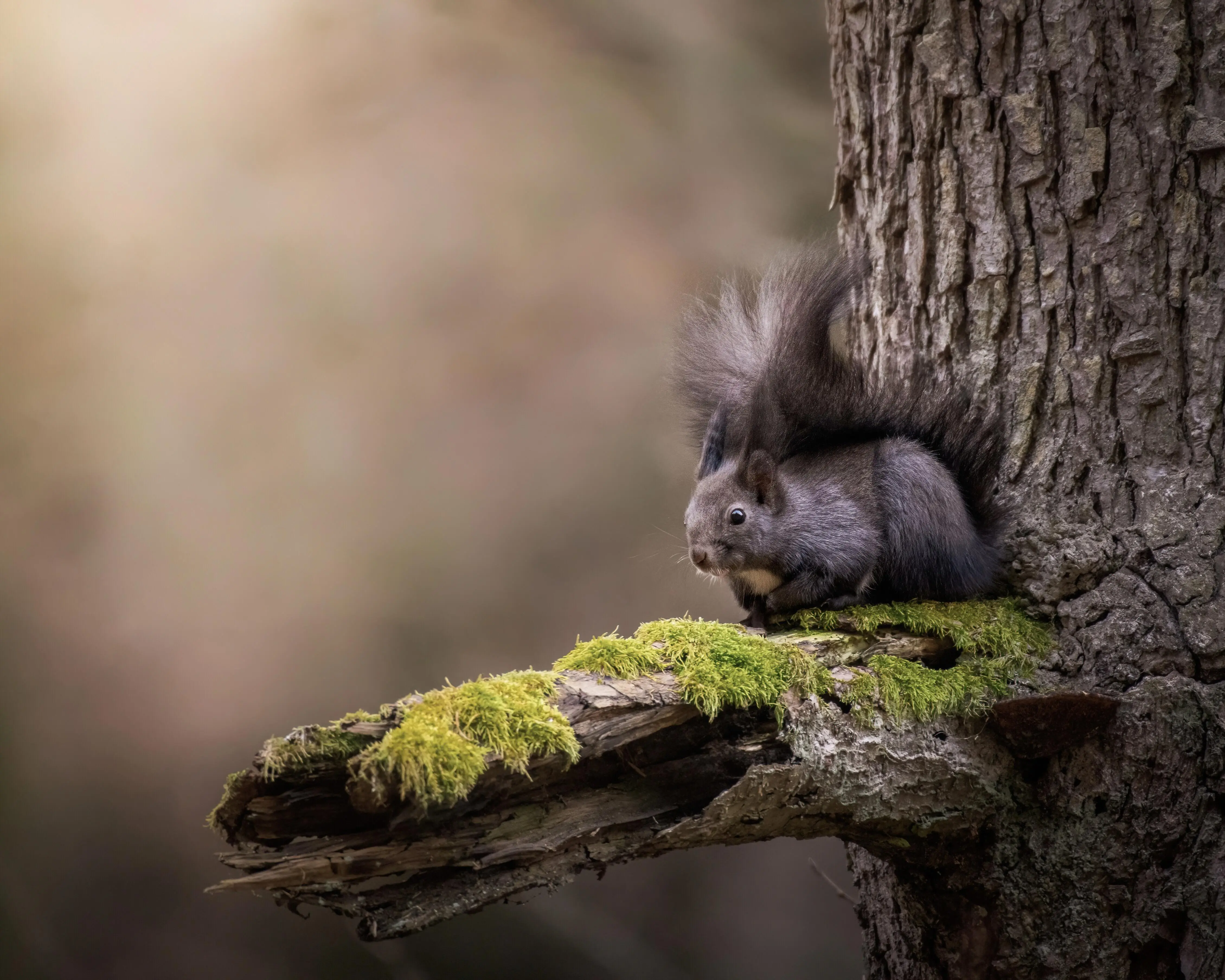 An adorable red squirrel sitting on an old tree deep in the forest