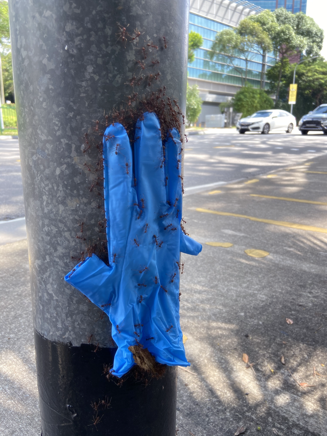 ants carrying a glove up a lamp...
