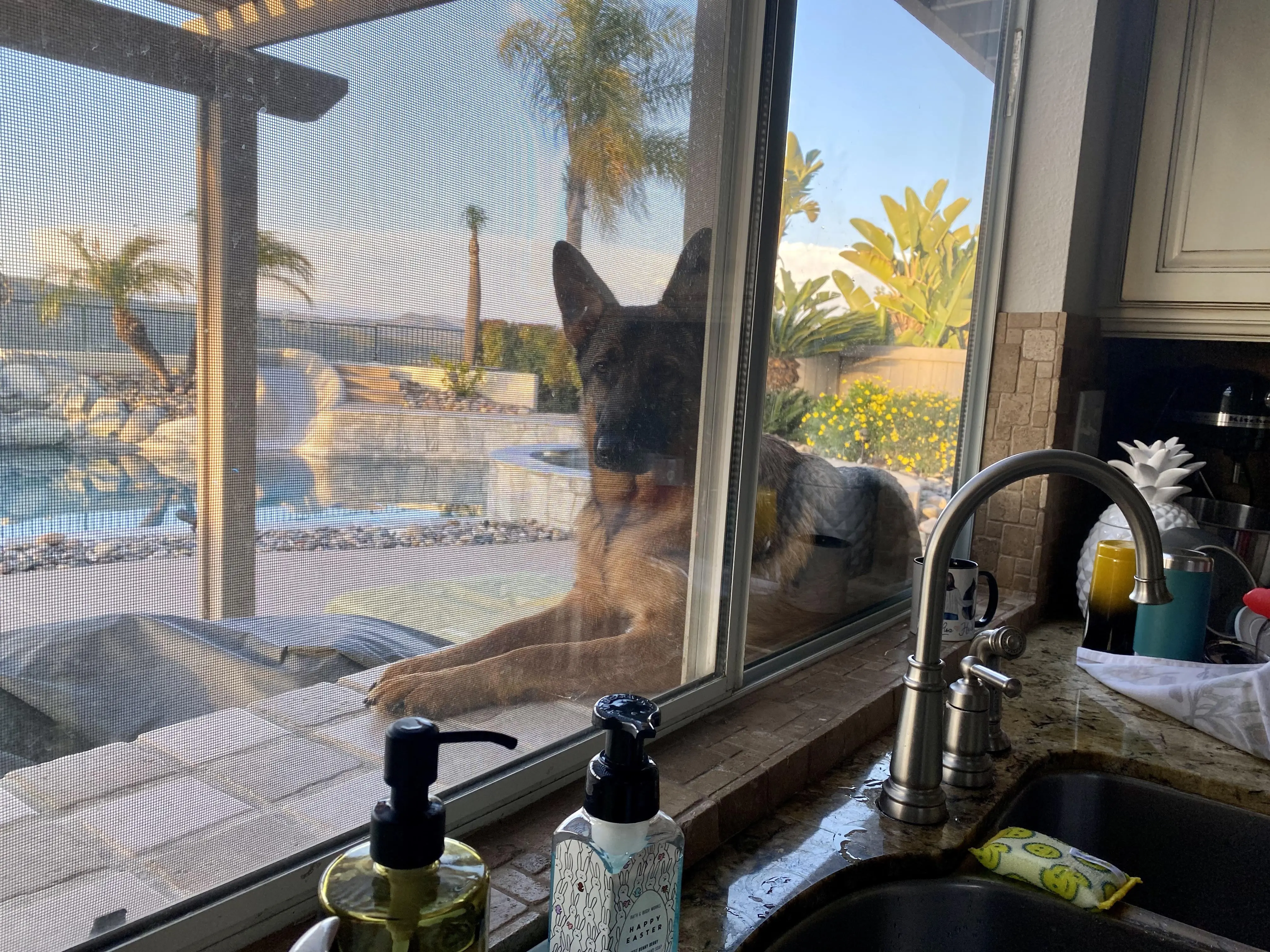 Anyone else have a window shepherd?