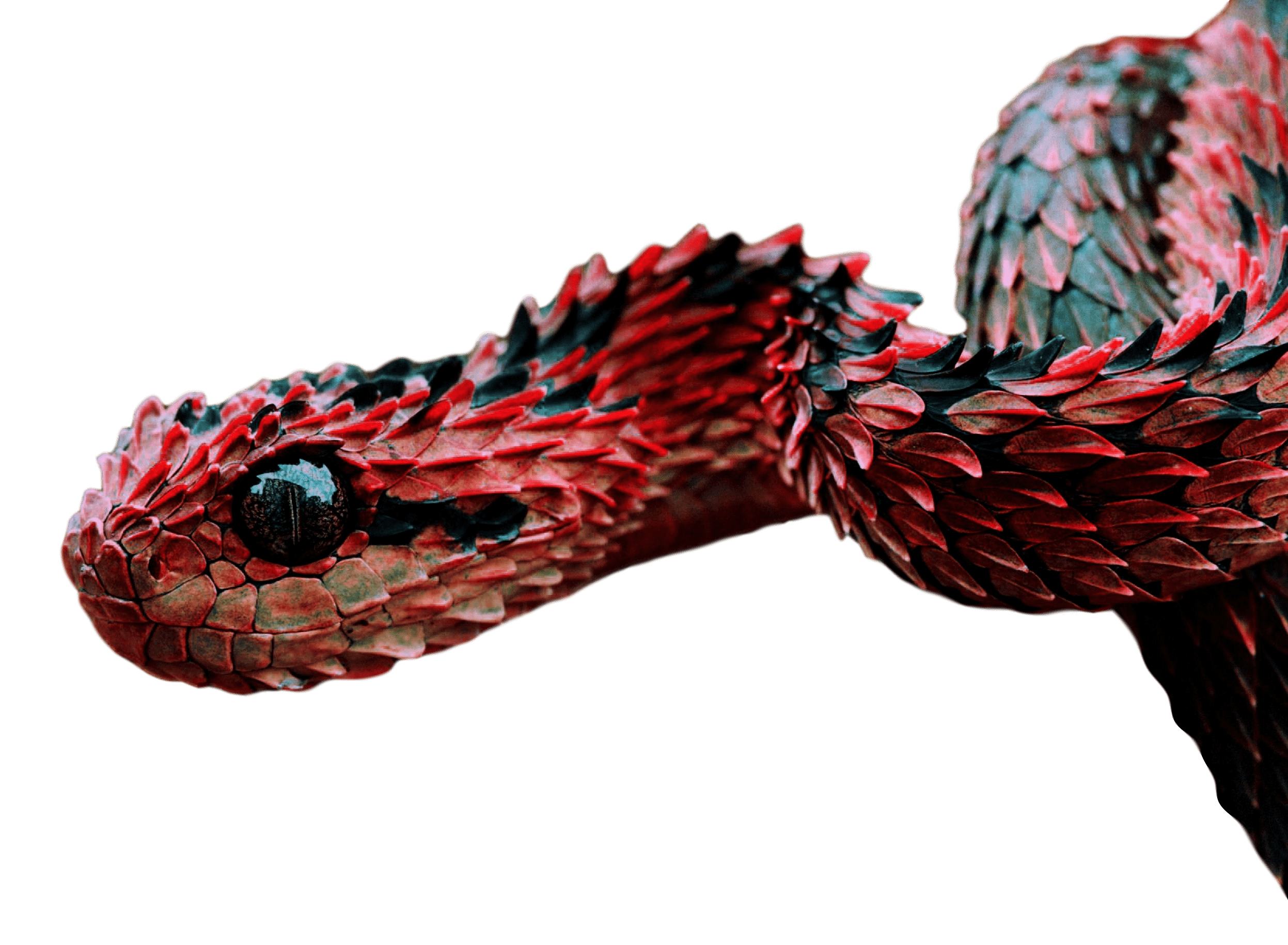 Atheris Hispida | Scrolller