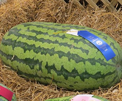 Award-Winning Huge Melon | Scrolller