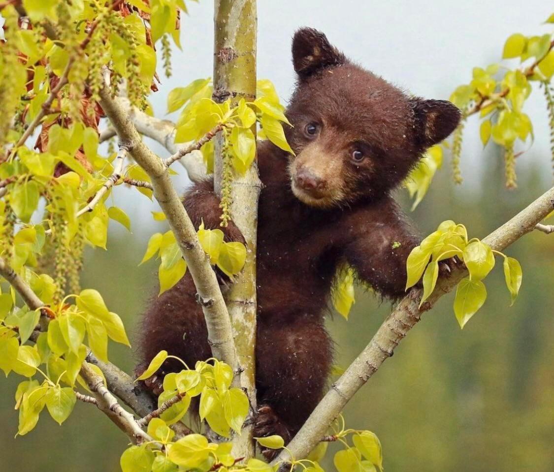 Treebeards Baby Baby Bear Up A Tree | Scrolller