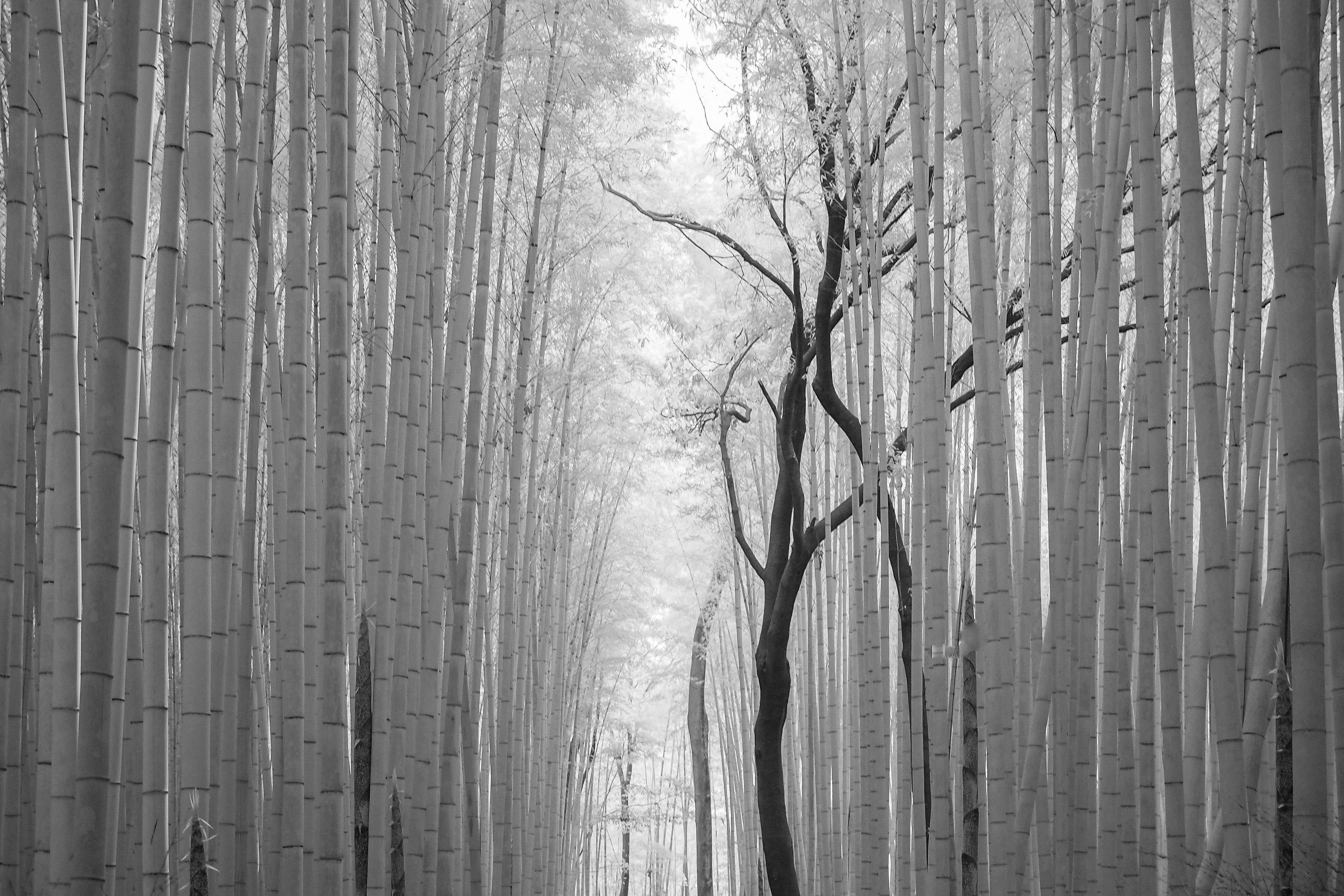 Bamboo Forest, Kyoto, Japan. Olympus Pen EPL3 converted 720nm | Scrolller