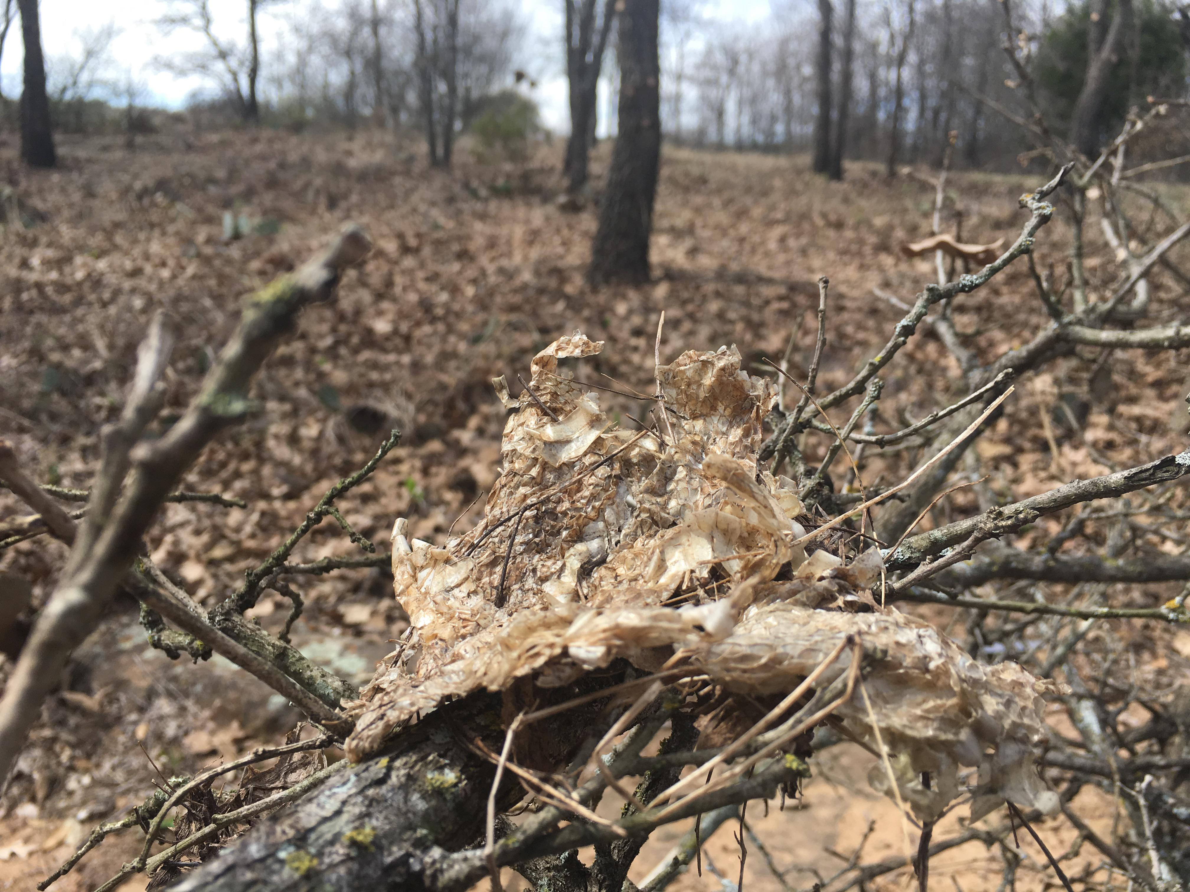 Birds nest made of snake skin Scrolller