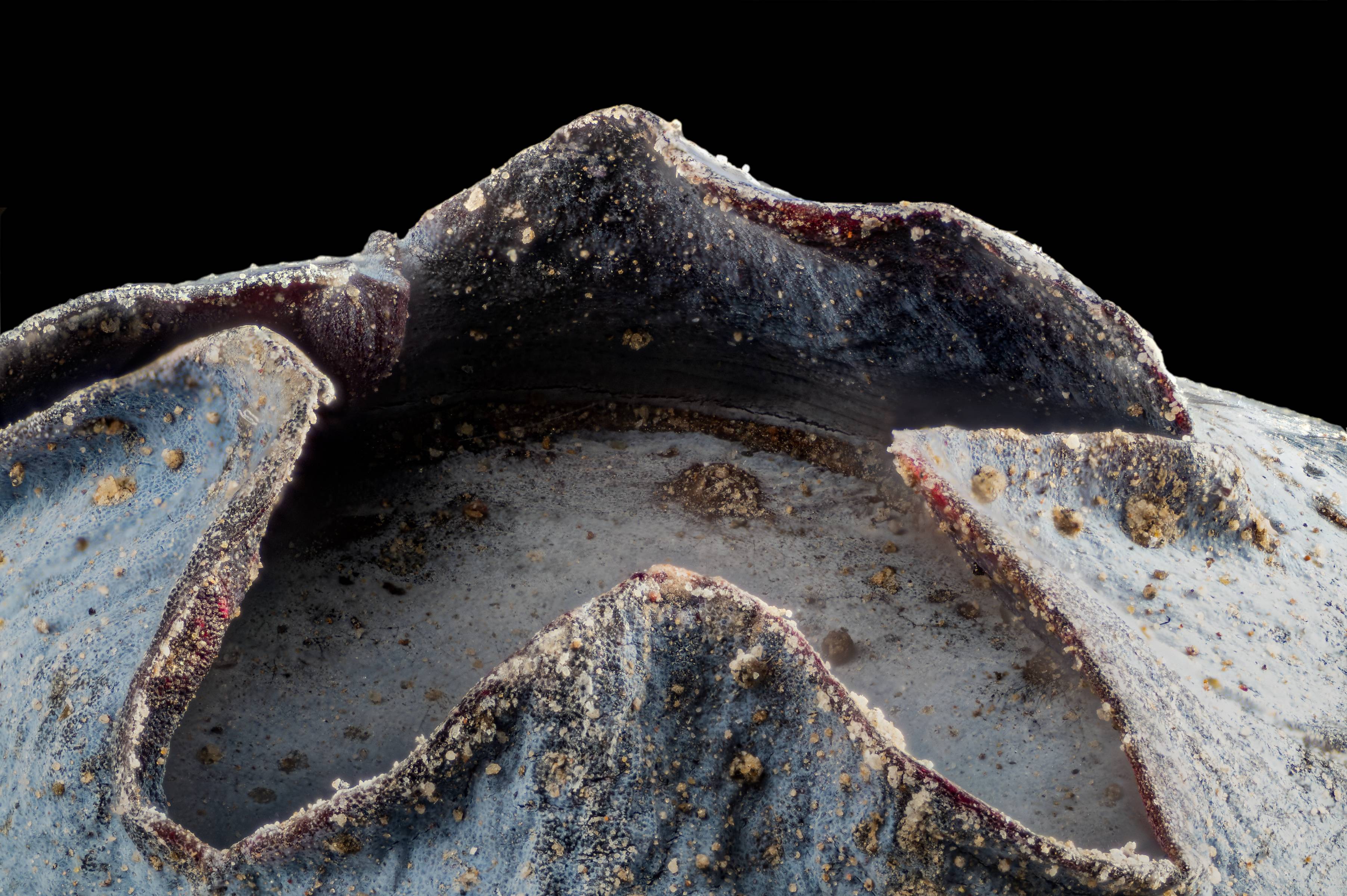 Blueberry. Microscope lens on bellows, 100 frames focus stack. | Scrolller