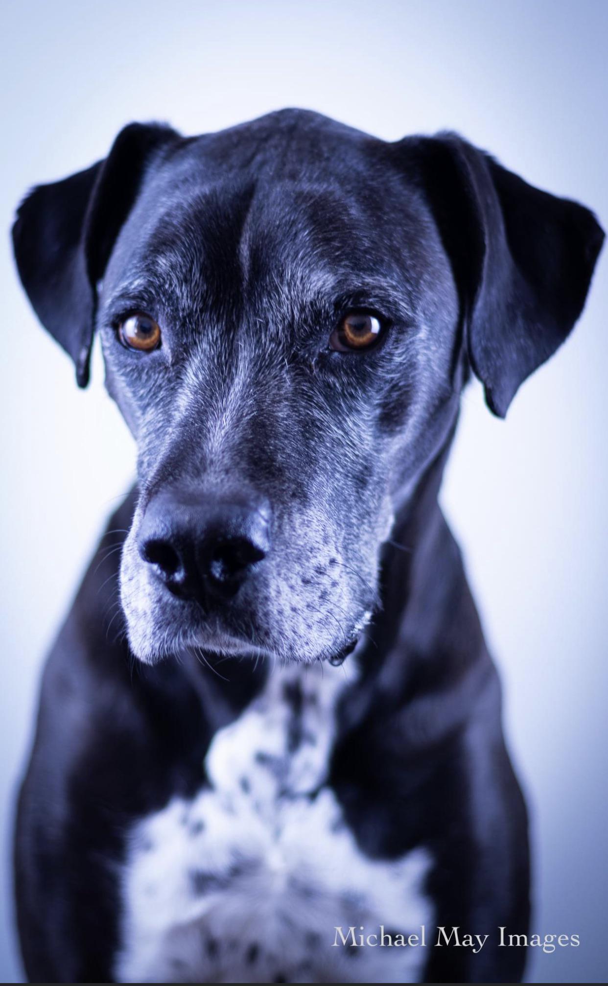 Boston the Boxer / Dalmatian Scrolller