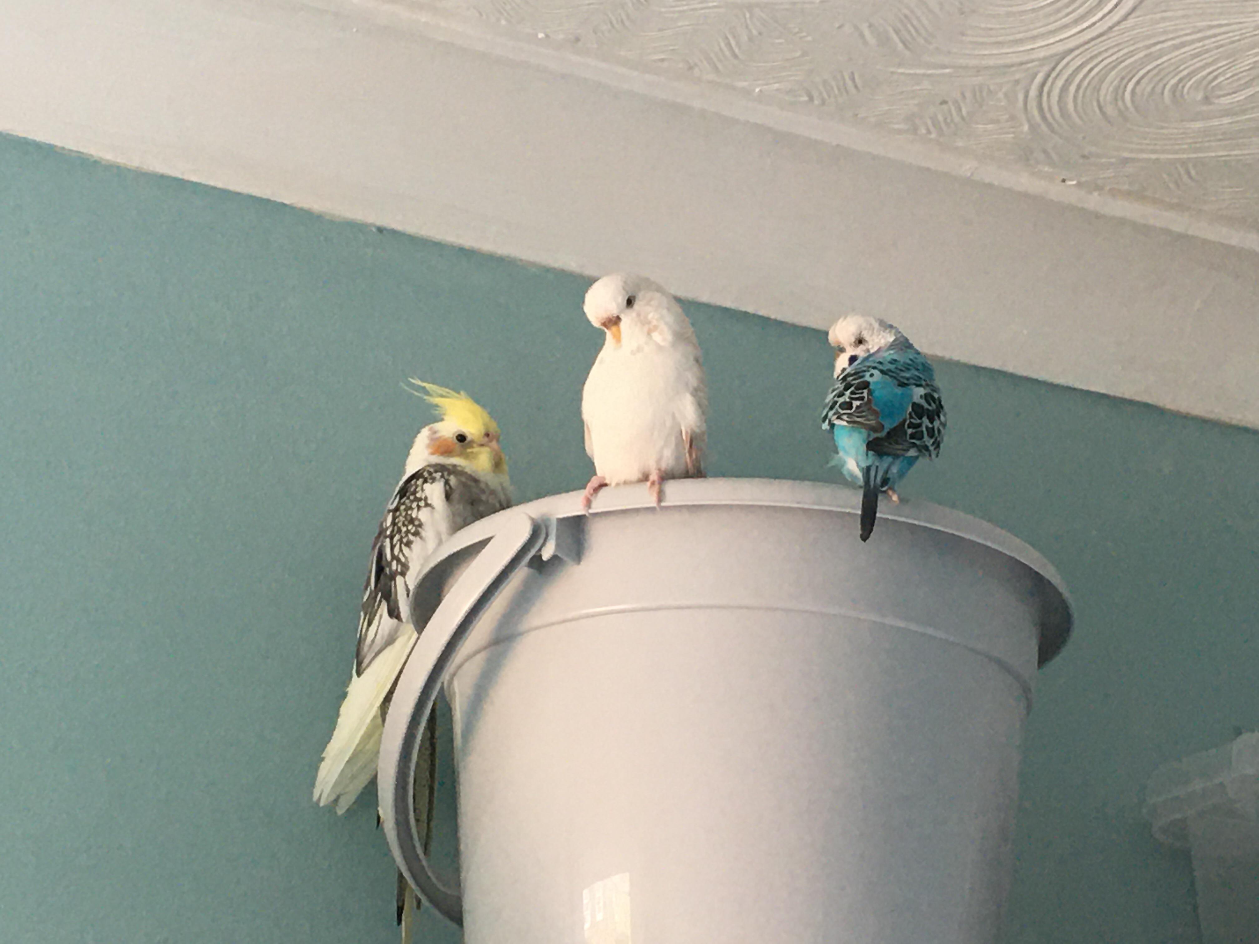 Bucket birds! | Scrolller