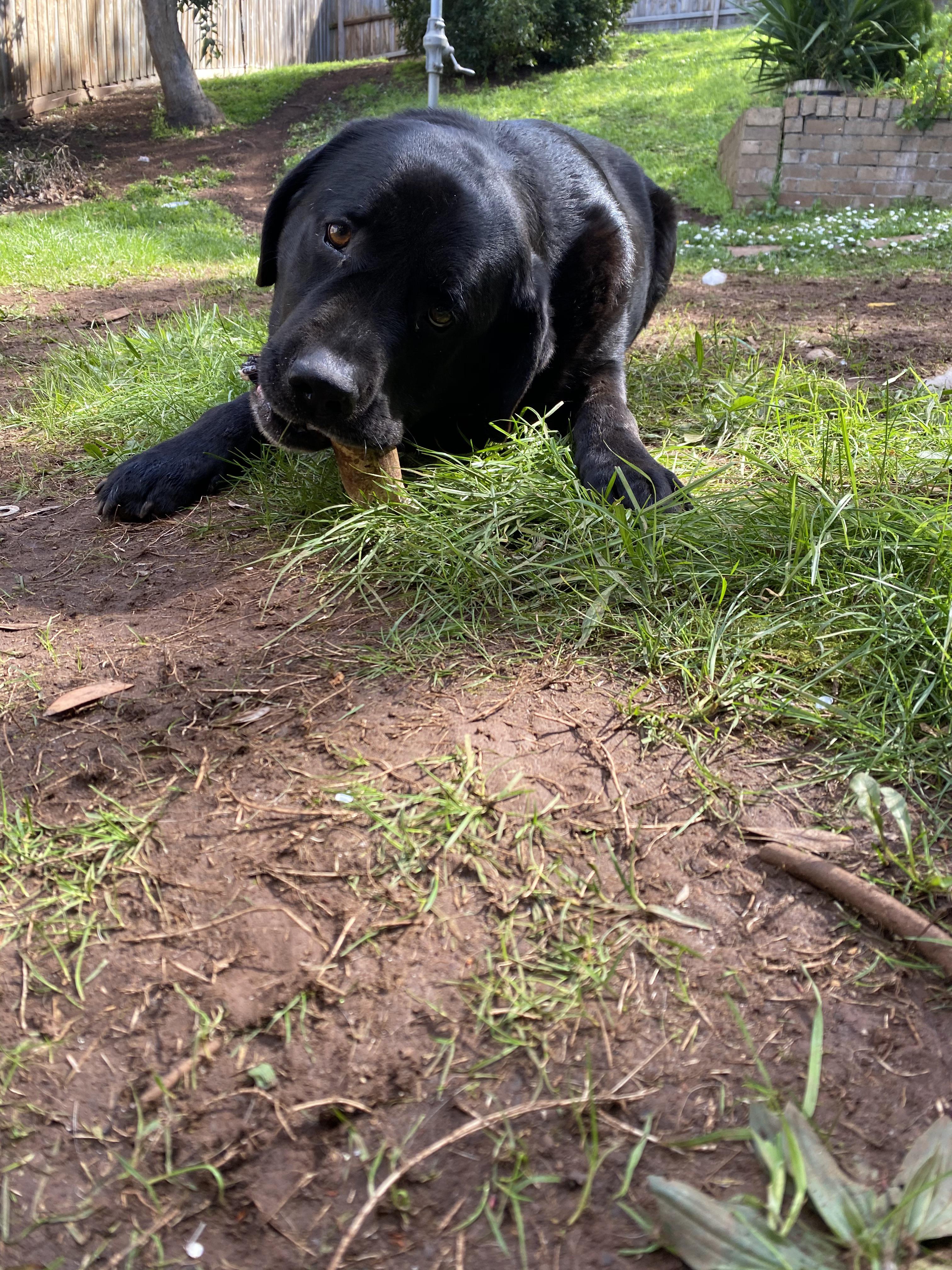 C H O M P | Scrolller