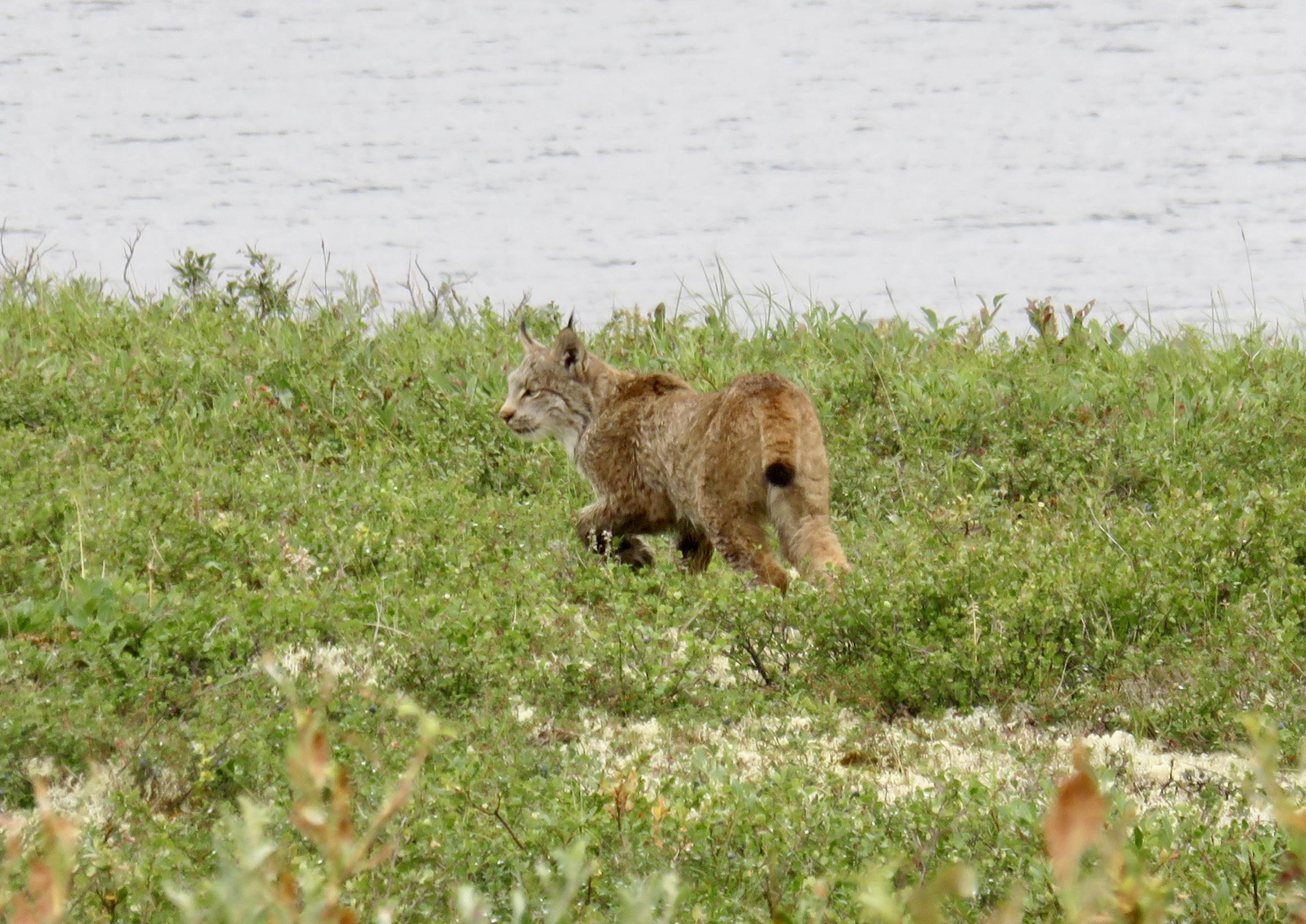 Canada lynx, Denali National Park yesterday! | Scrolller