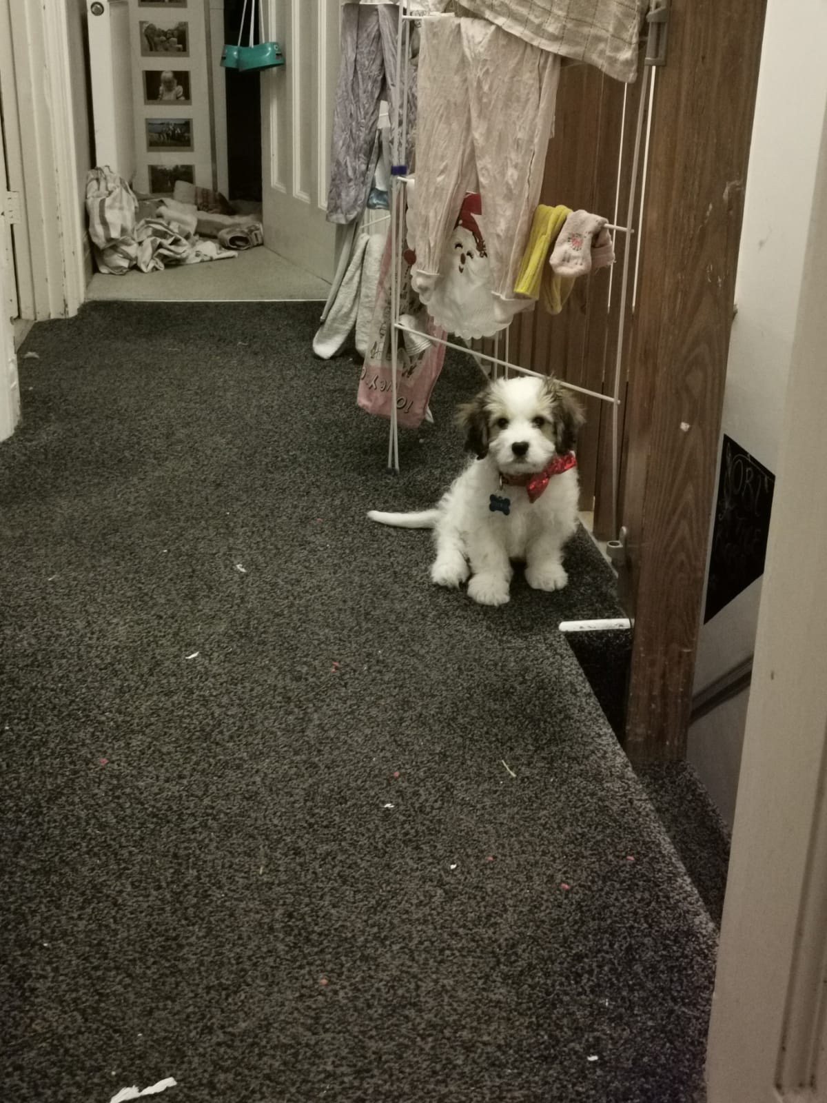 Can't poop without being watched Scrolller