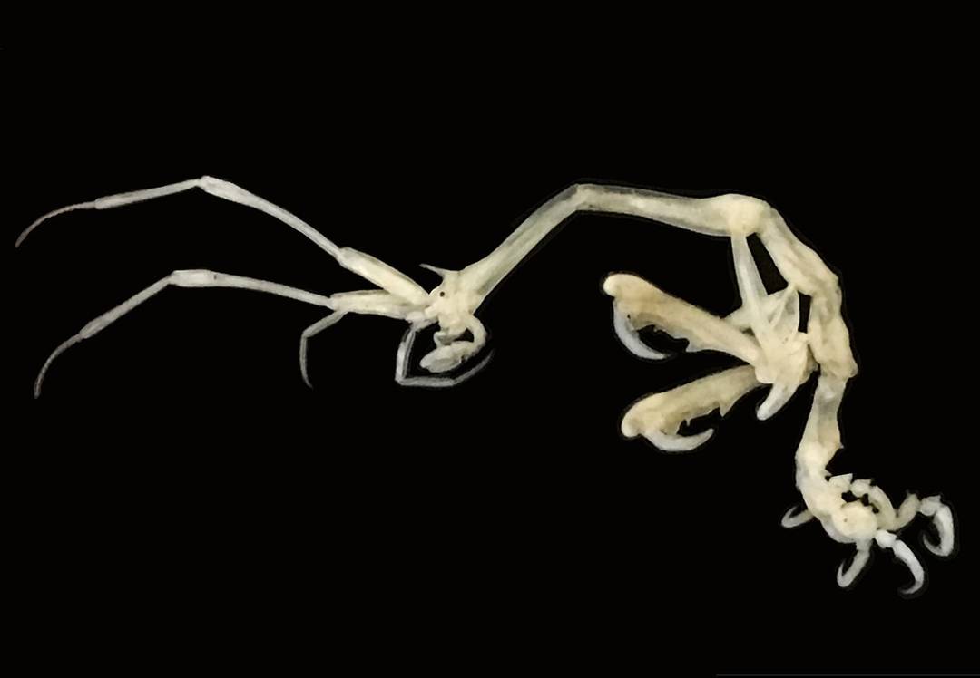 Caprellid amphipod - also known as the skeleton shrimp. | Scrolller