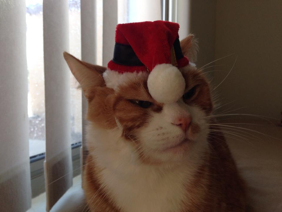 Cats do not like hats. Scrolller
