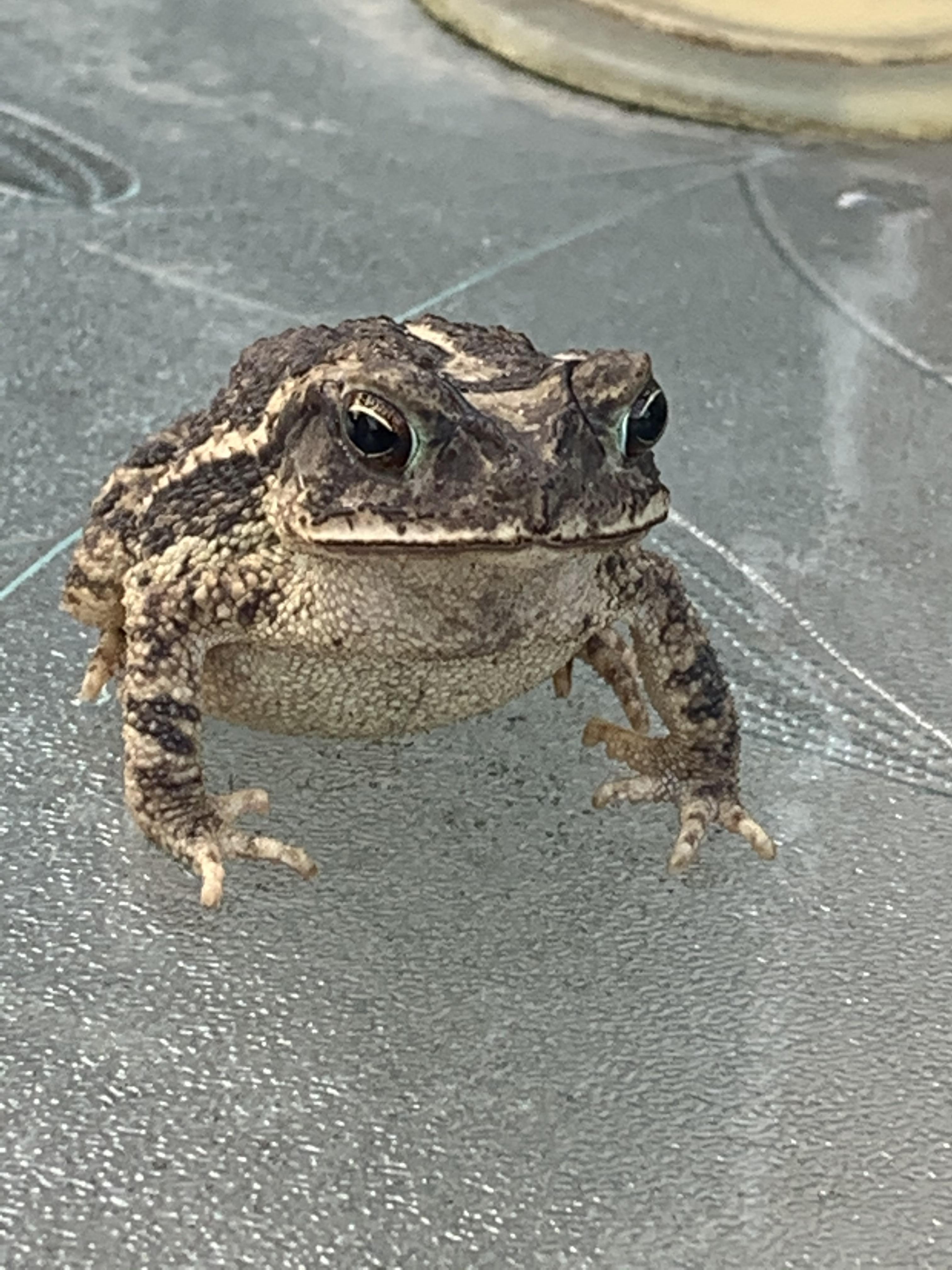 Danger Lurks! The Deadly Secret Of The Gulf Coast Toad - 80l1gmc