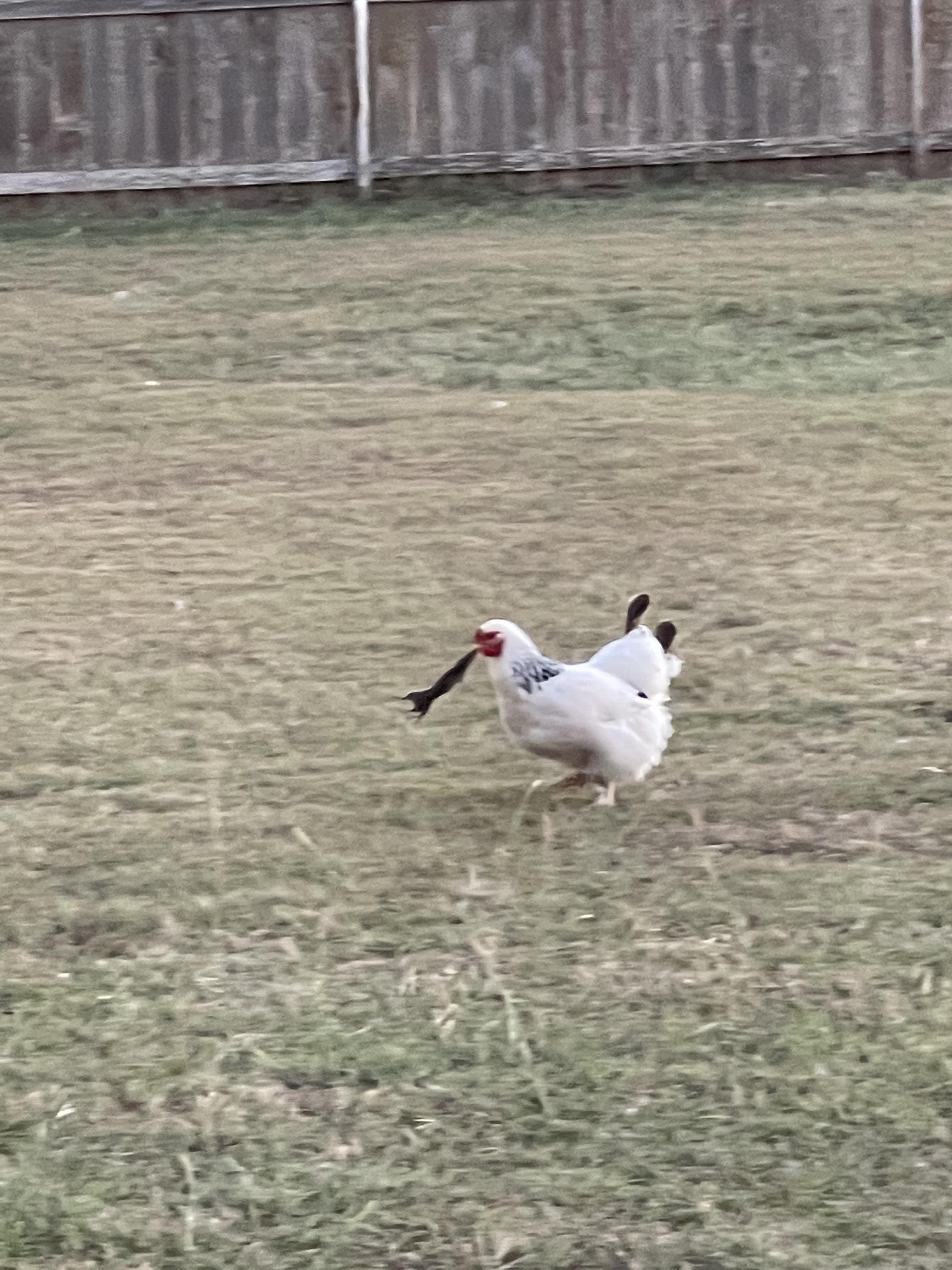 Chickens in my backyard kill mice and rats!? Scrolller