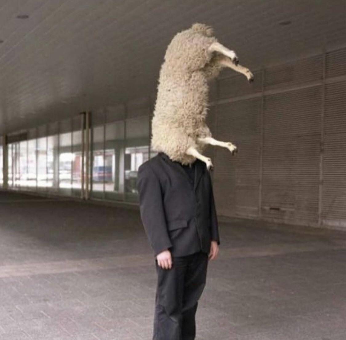 Овца хач. Овца хач. Человек овца. Овца смешная. В дагестане родился баран с человеческим лицом.