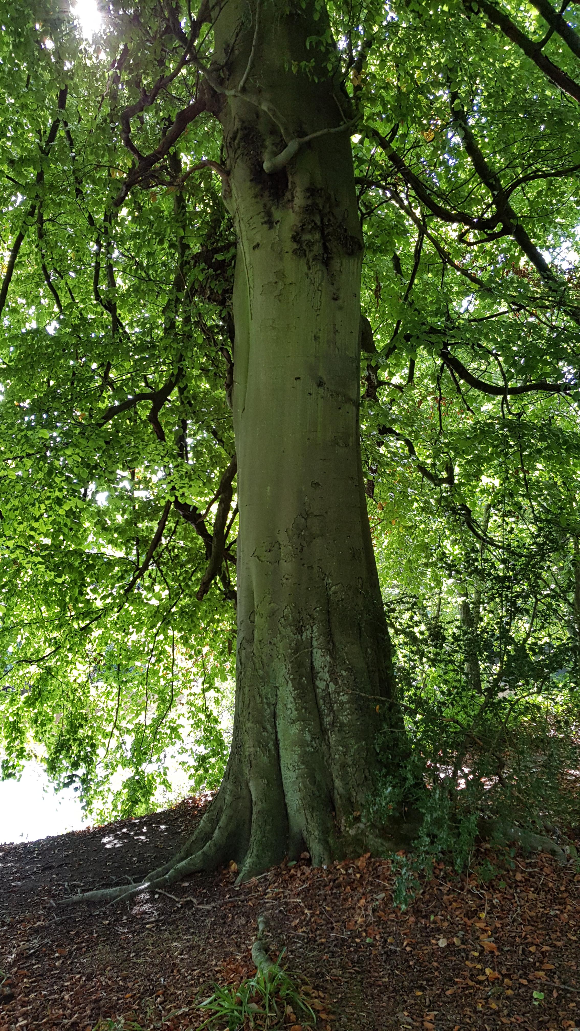 рџњіdaily Treeрџњ Scrolller