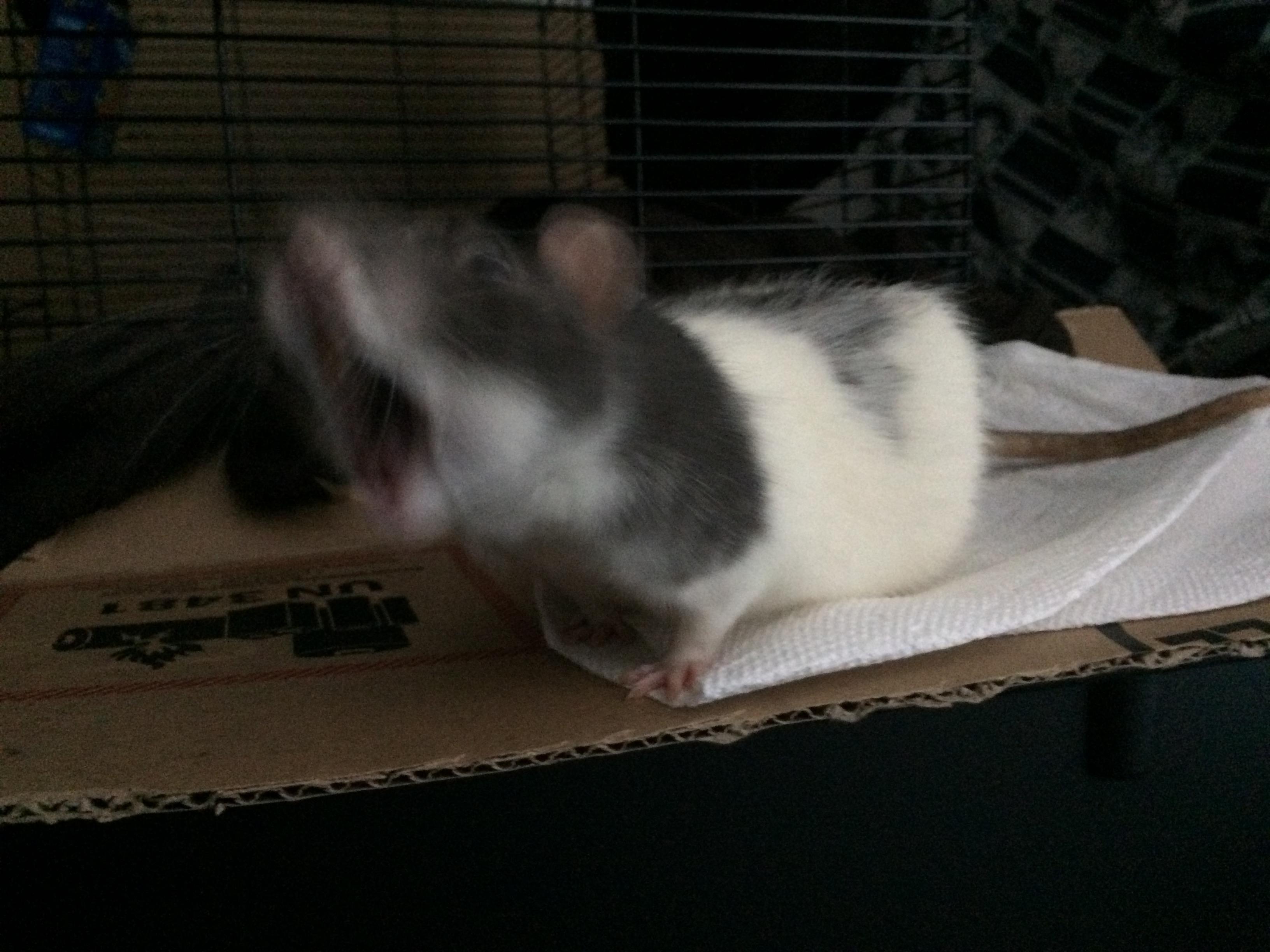 Do as the Snippet do! Steel your nerves and prepare yourself for