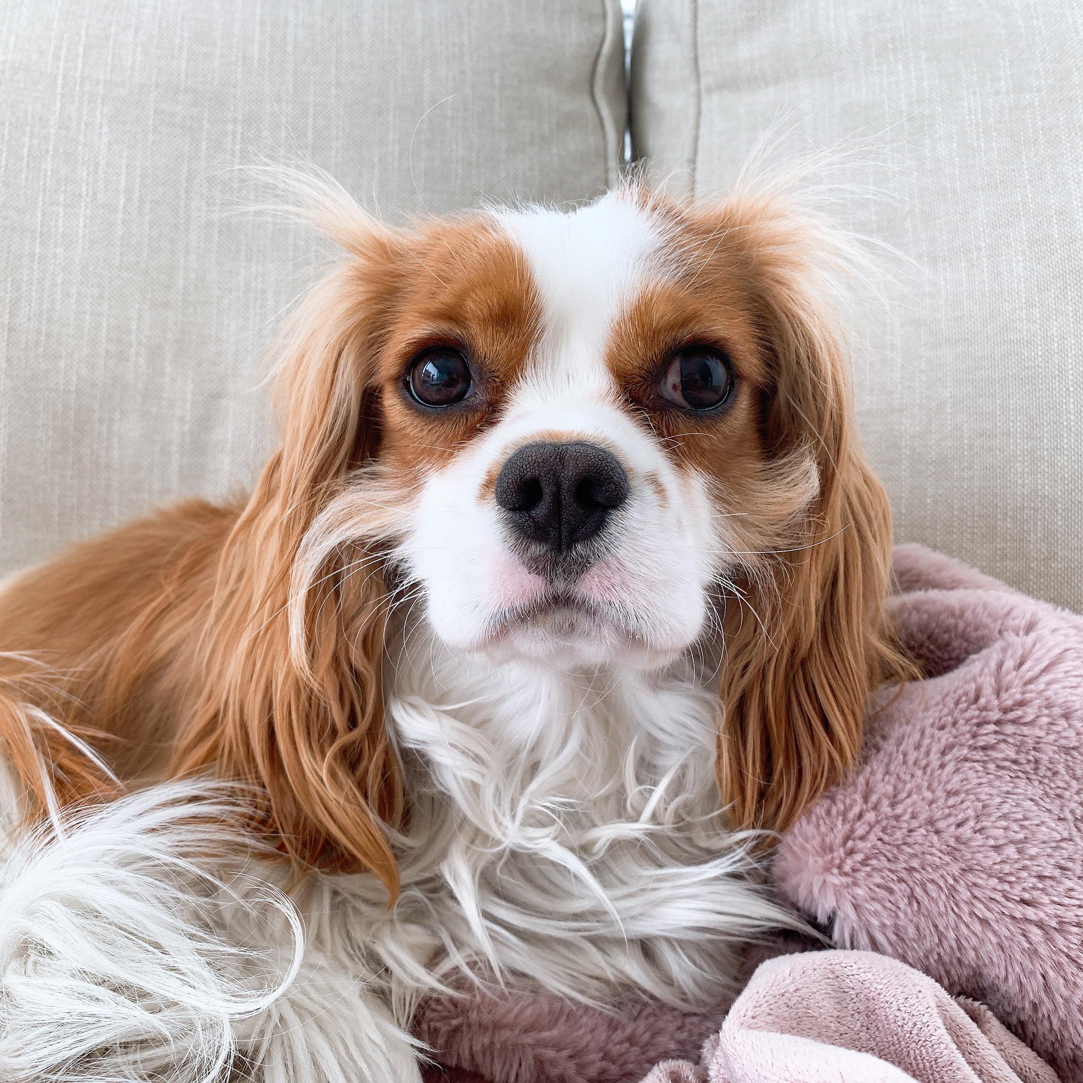 Do cavaliers typically have sideburns? Romeo wants to know. Scrolller