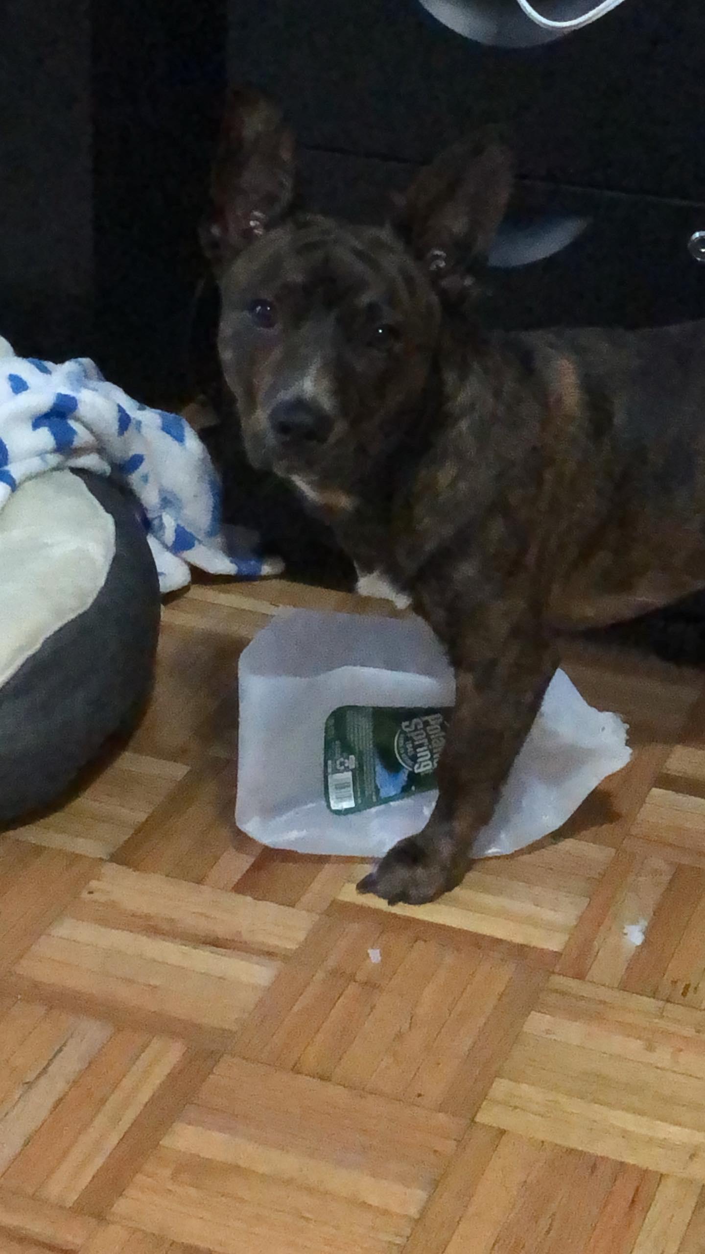 Do Chihuahua Staffie Mixes Count Scrolller do-chihuahua-staffie-mixes-count-scrolller
