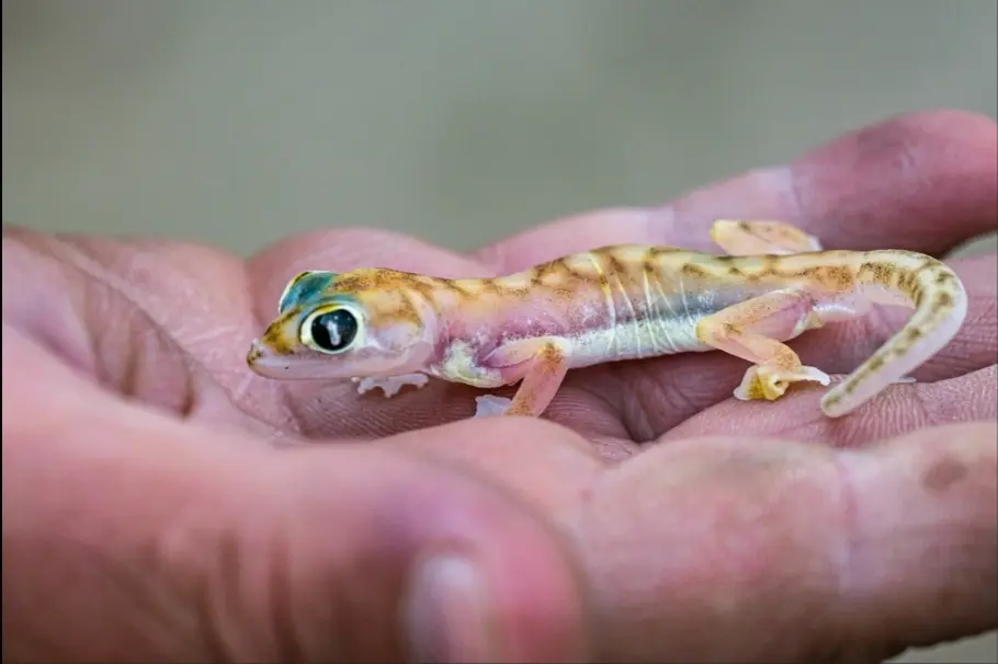 Gecko Web Shell Does anyone have any experience keeping and breeding web footed geckos ...
