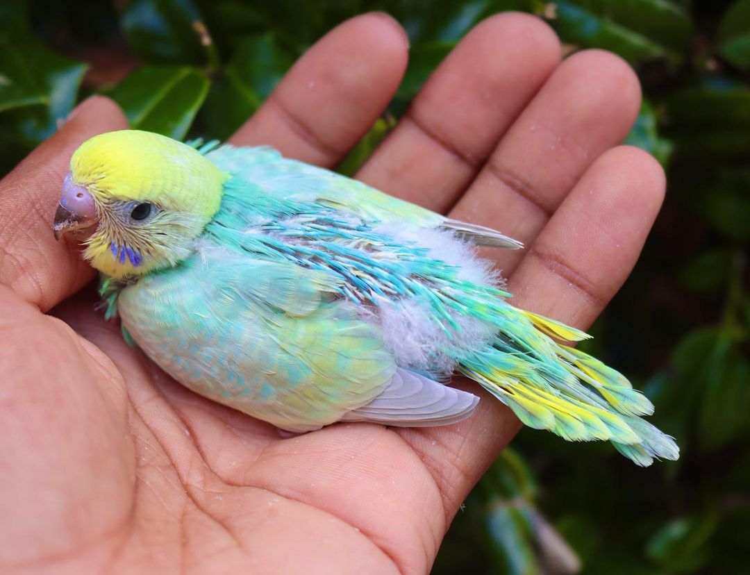 Don't know anything about this baby budgie you're looking for, sorry! I ...