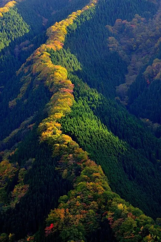 [Earth] Line of maple trees along a ridge in Japan | Scrolller